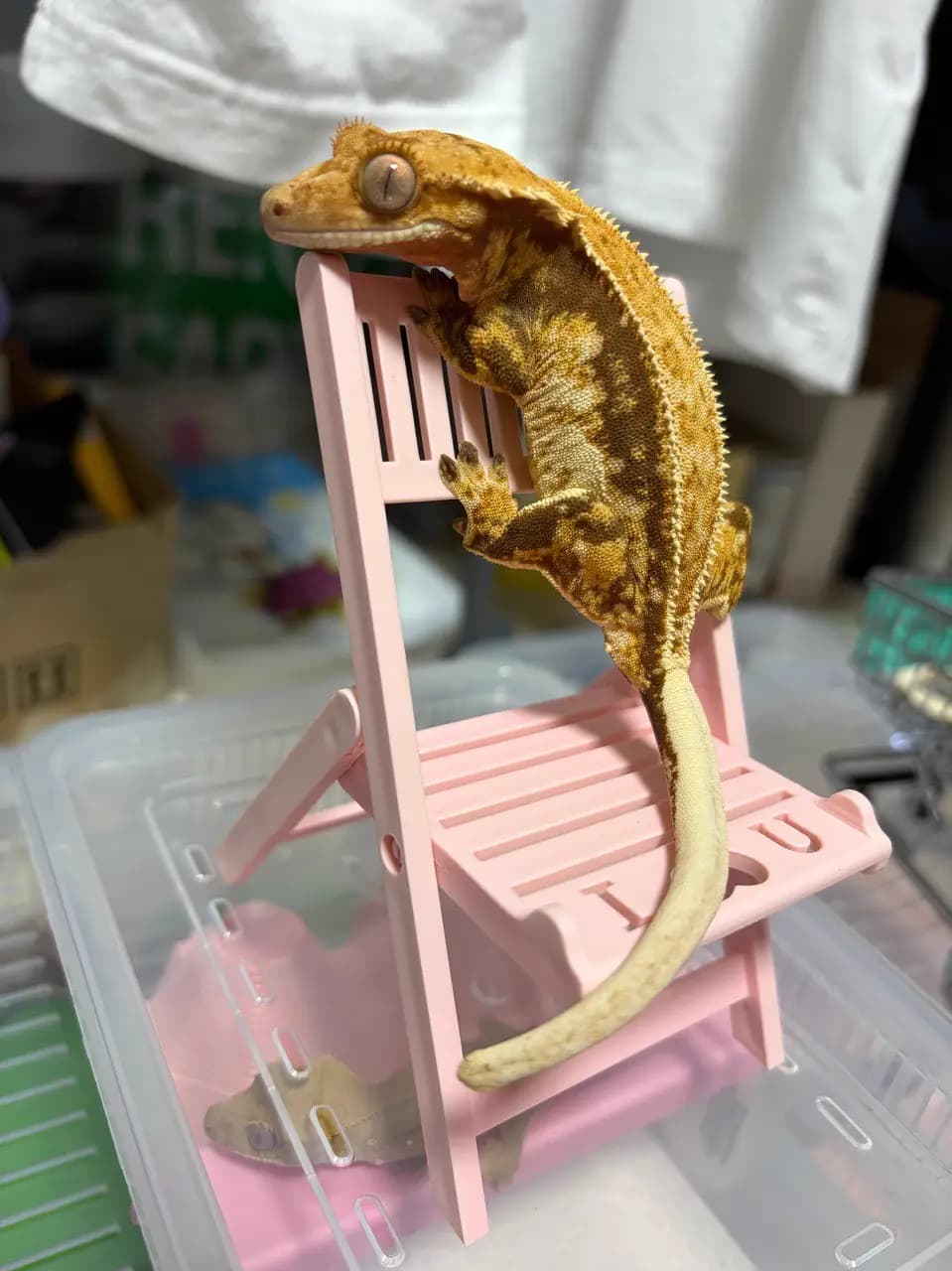상품 이미지 2
