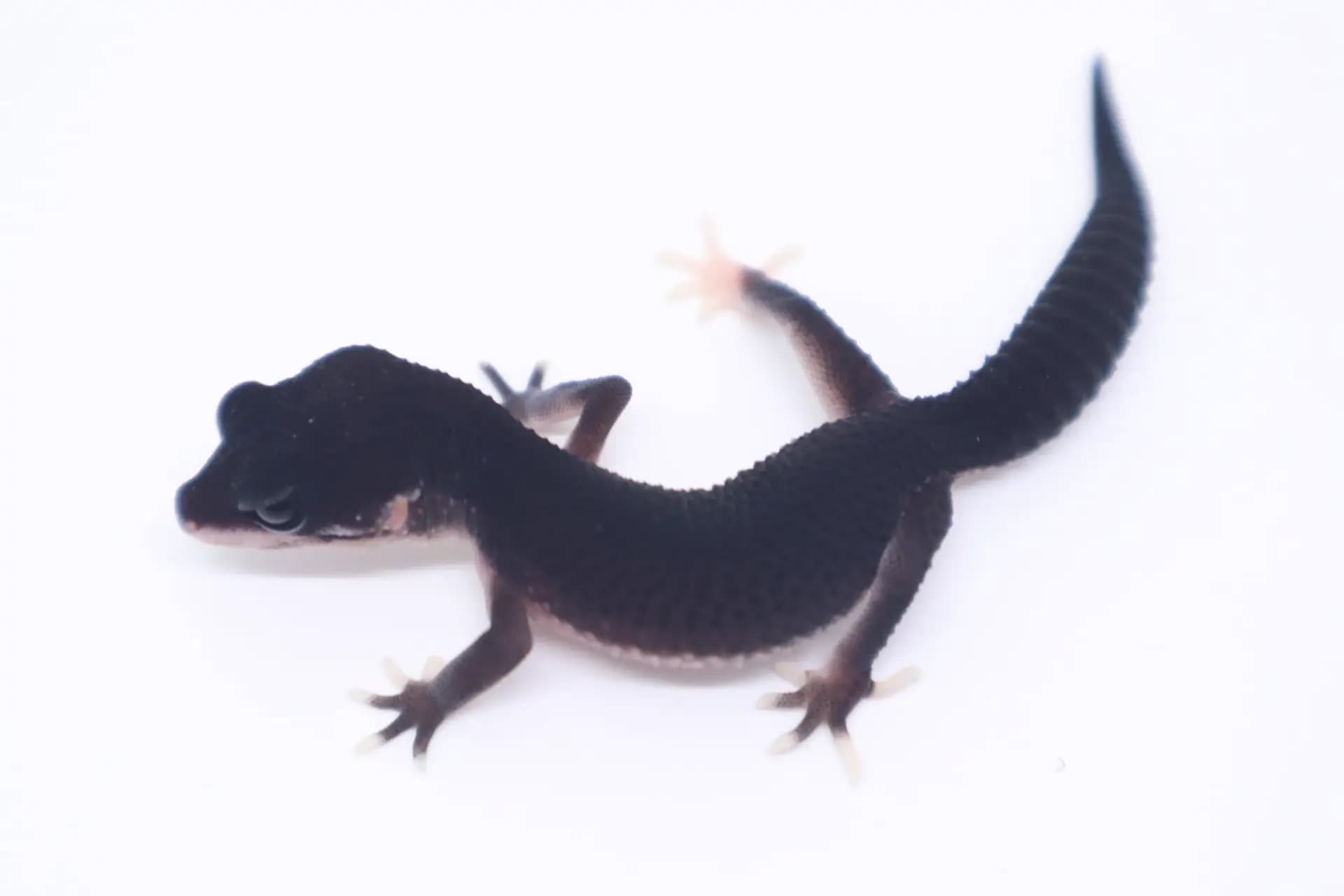 상품 이미지 1