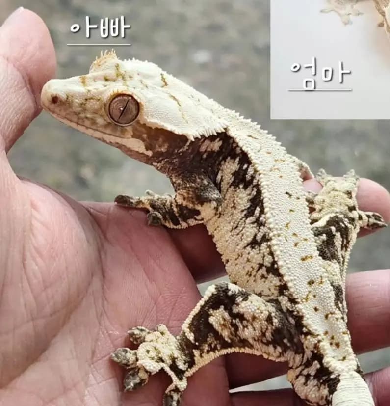 부 개체