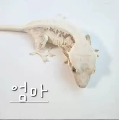 모 개체