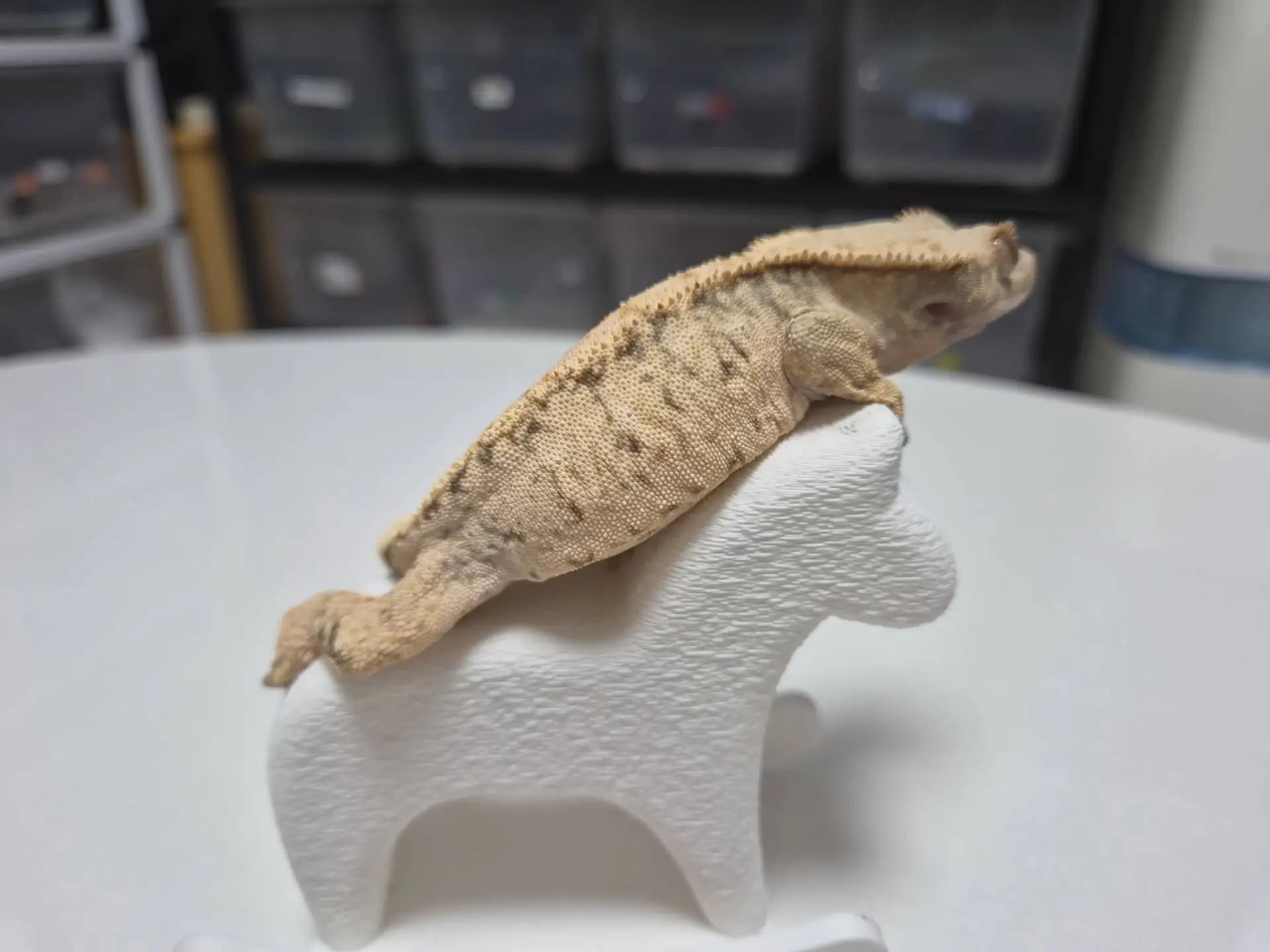 상품 이미지 2