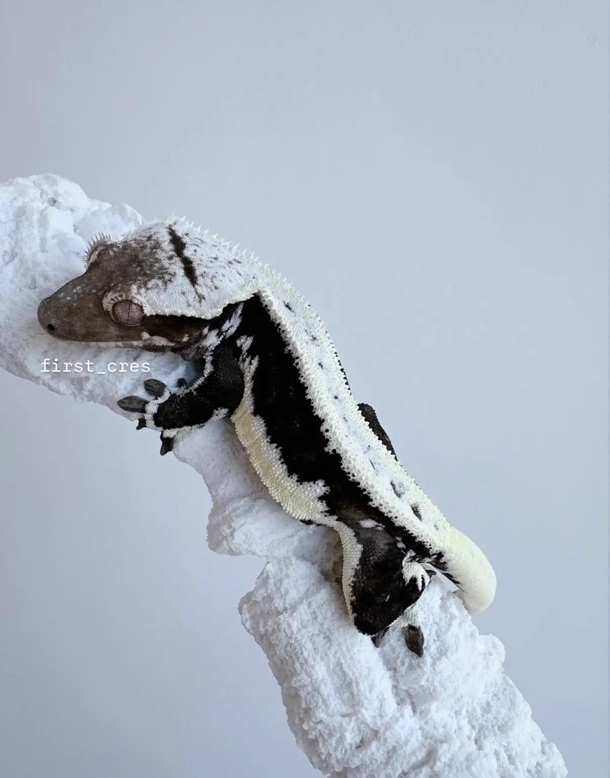 부 개체
