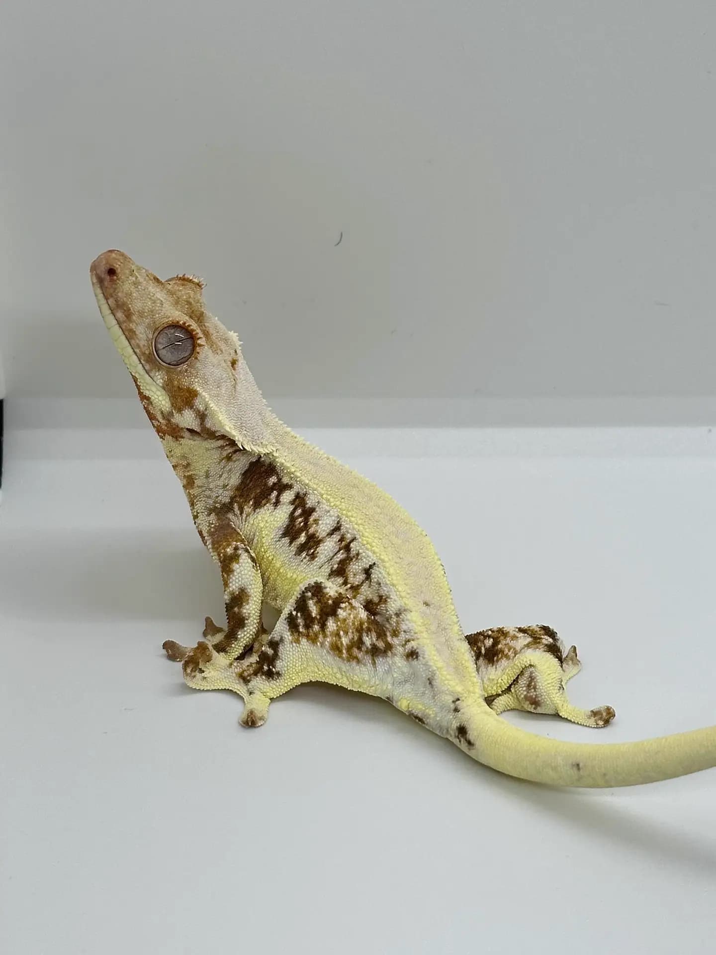 상품 이미지 1