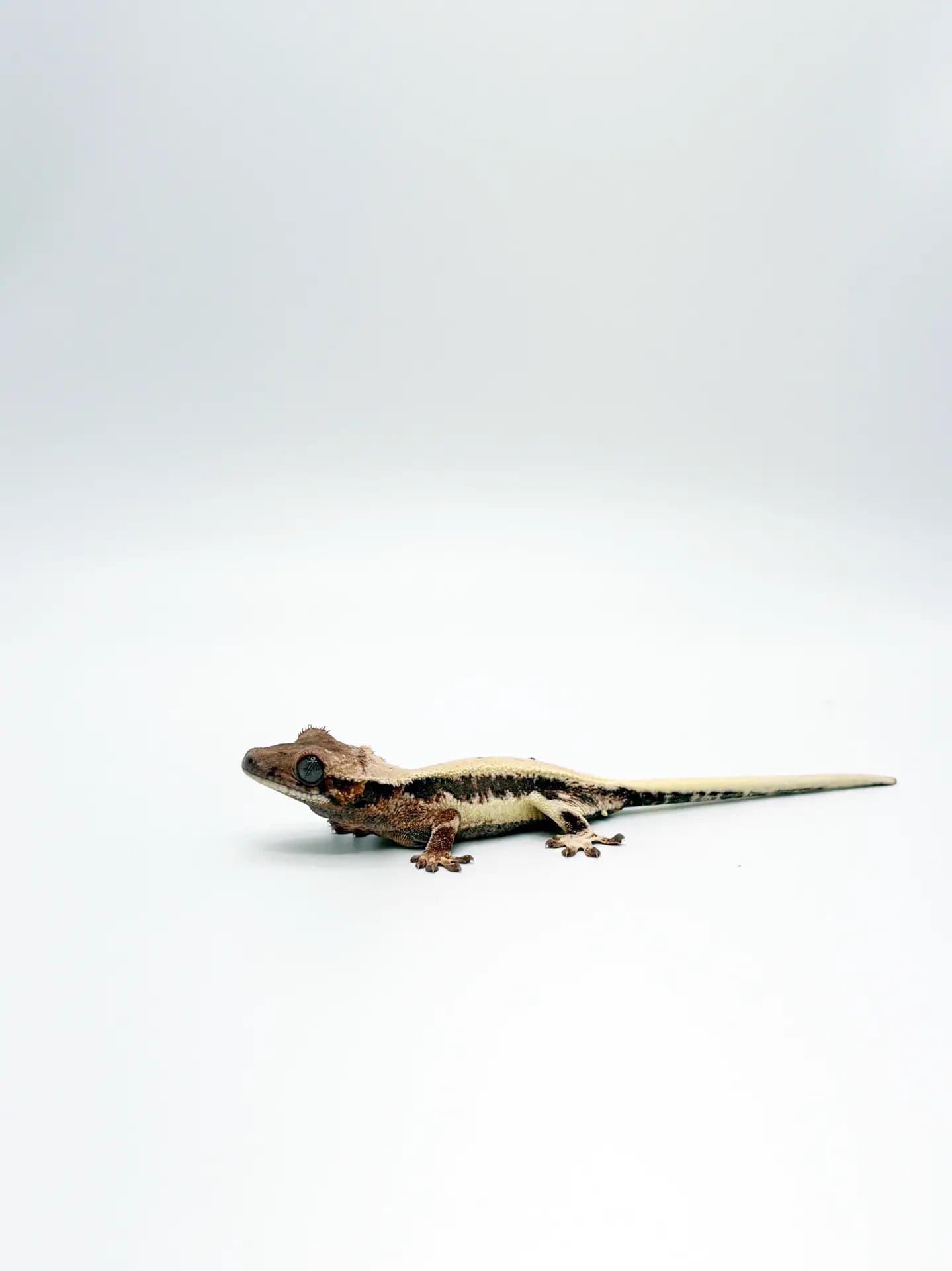 상품 이미지 4