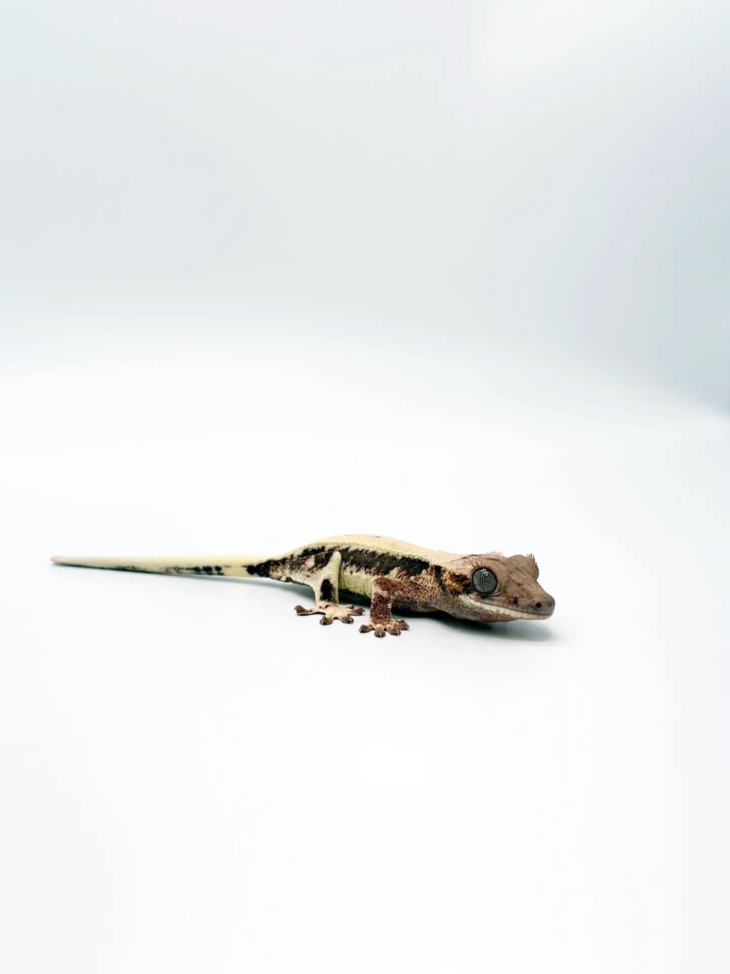 상품 이미지 2