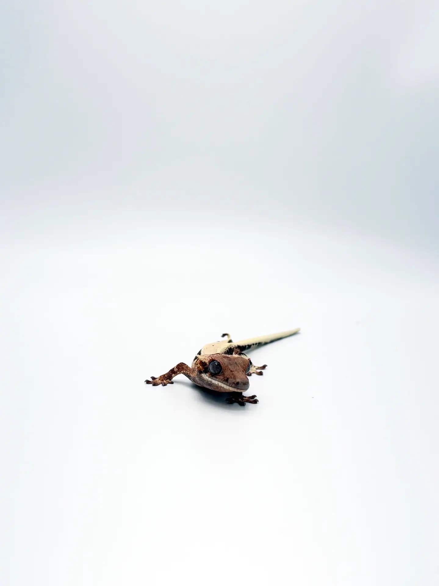 상품 이미지 3