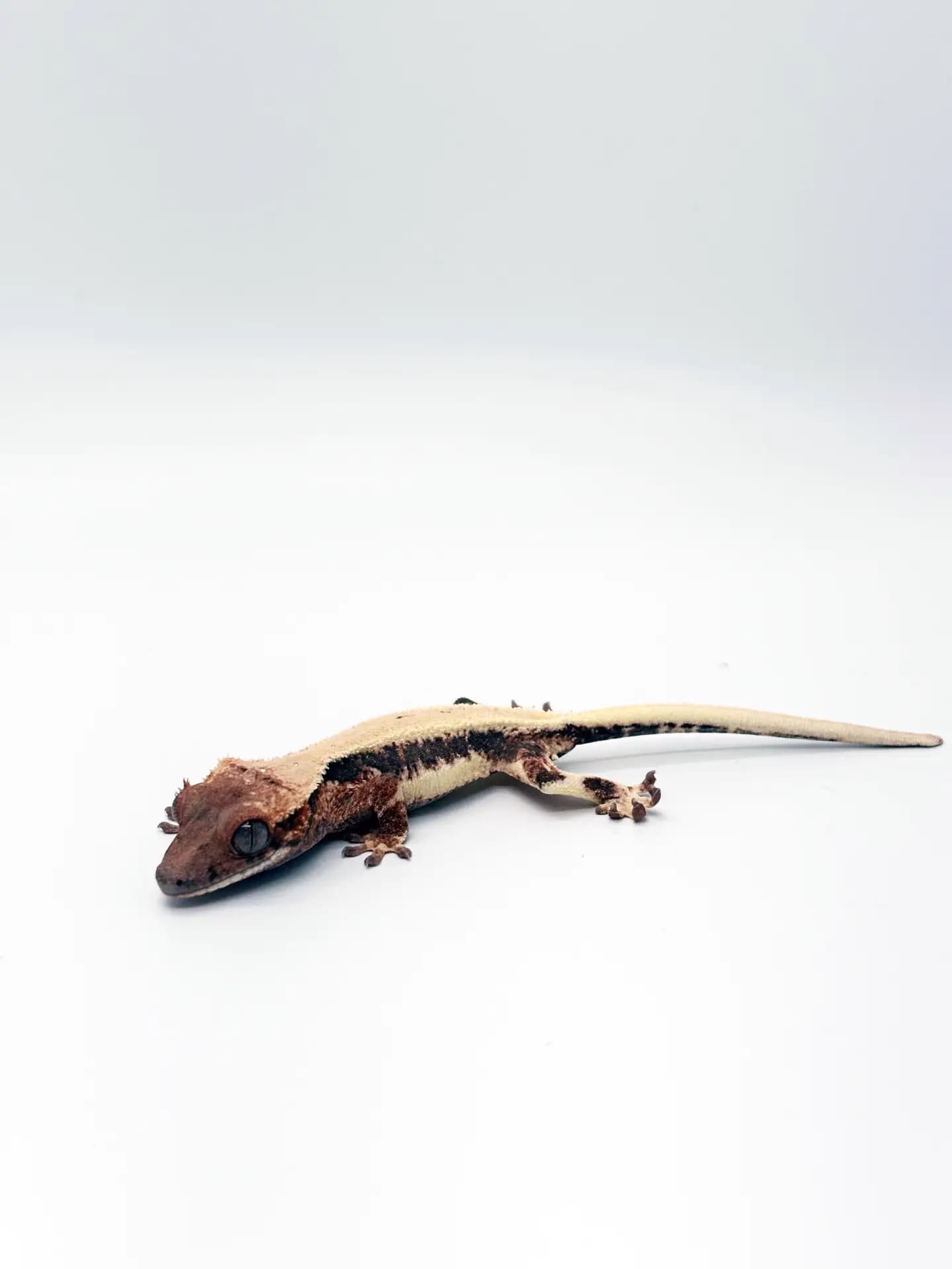 상품 이미지 1