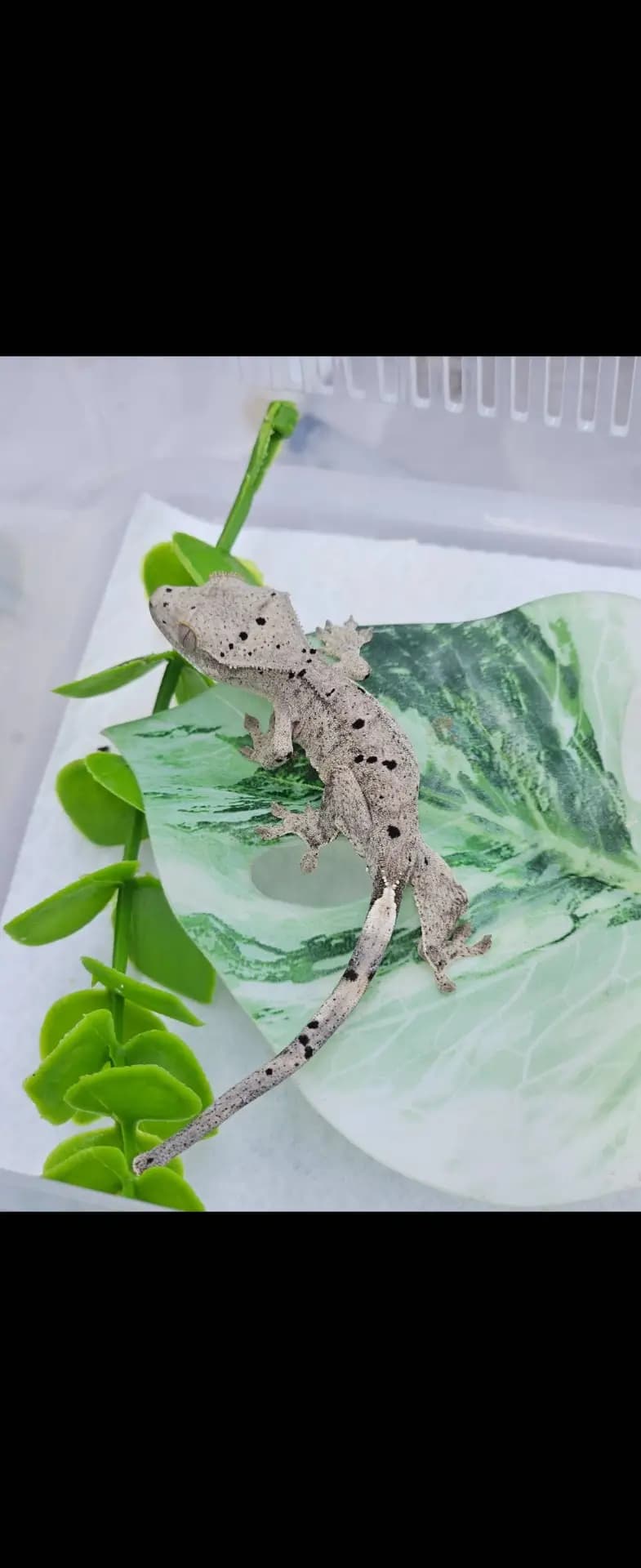 상품 이미지 1