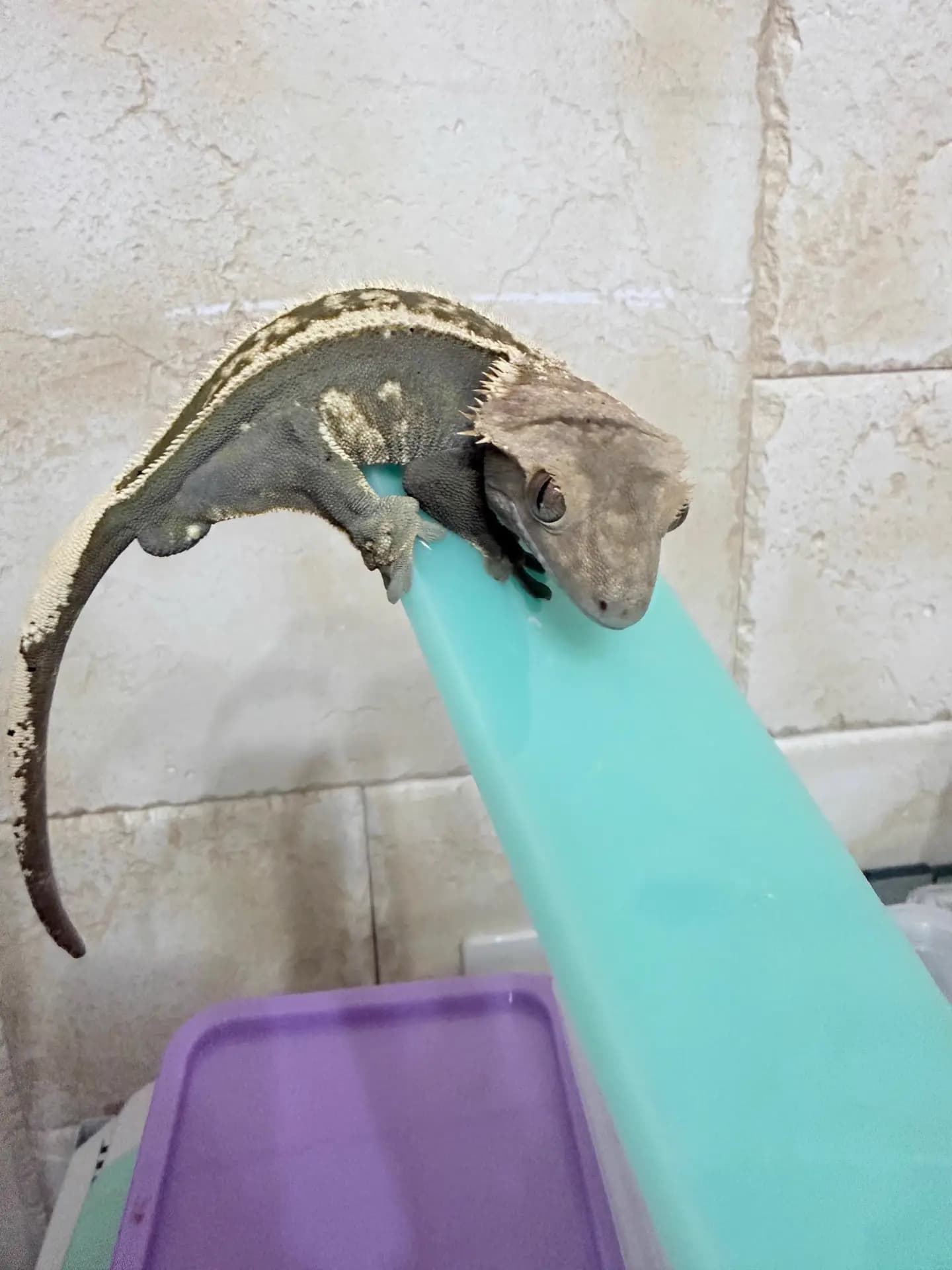 상품 이미지 2