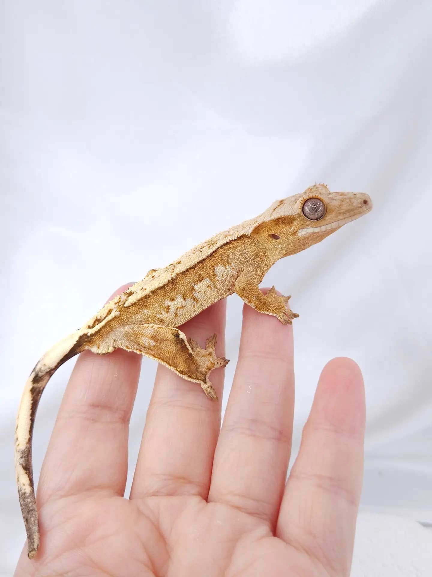 상품 이미지 1