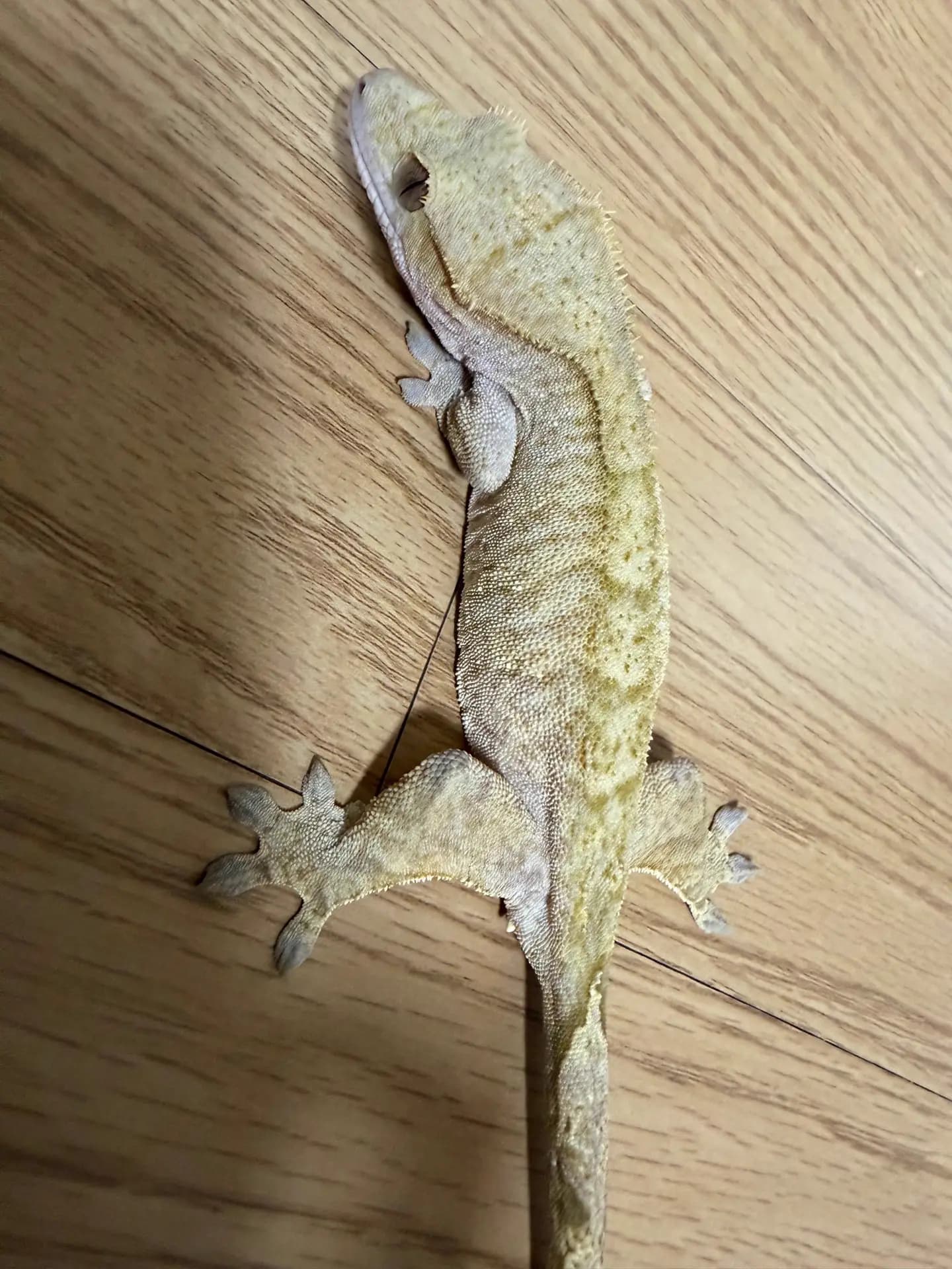상품 이미지 2