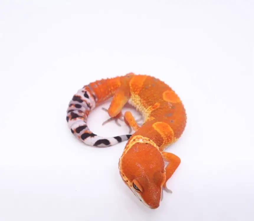 상품 이미지 1