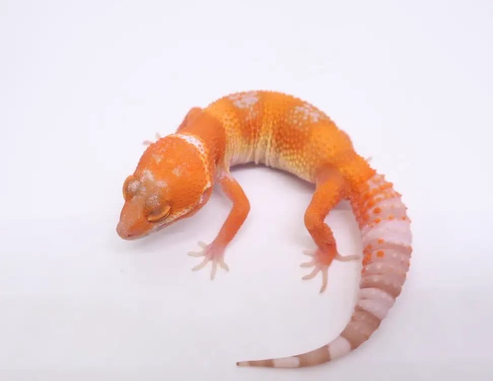 상품 이미지 1