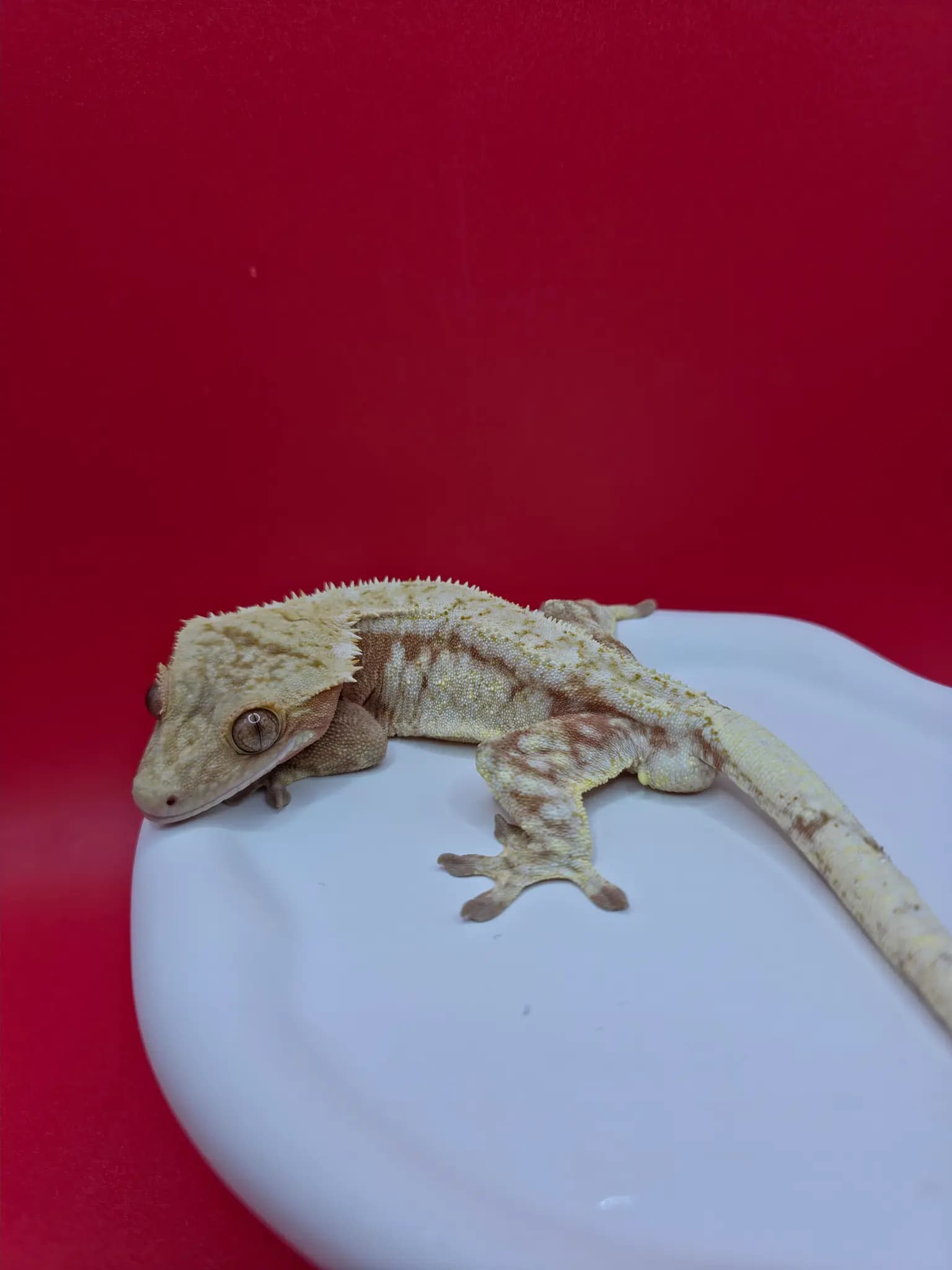 부 개체