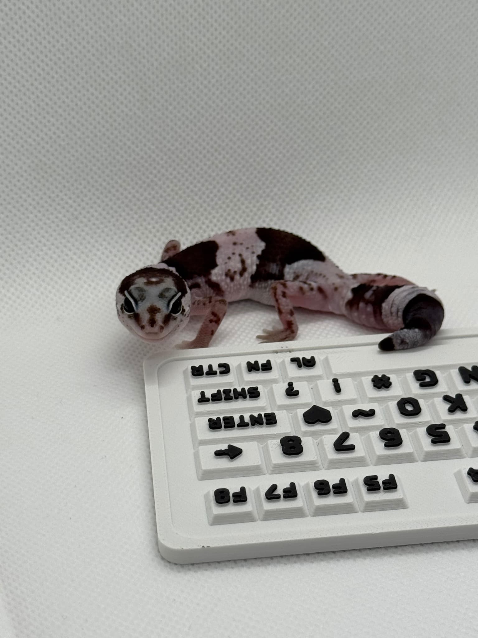 상품 이미지 2