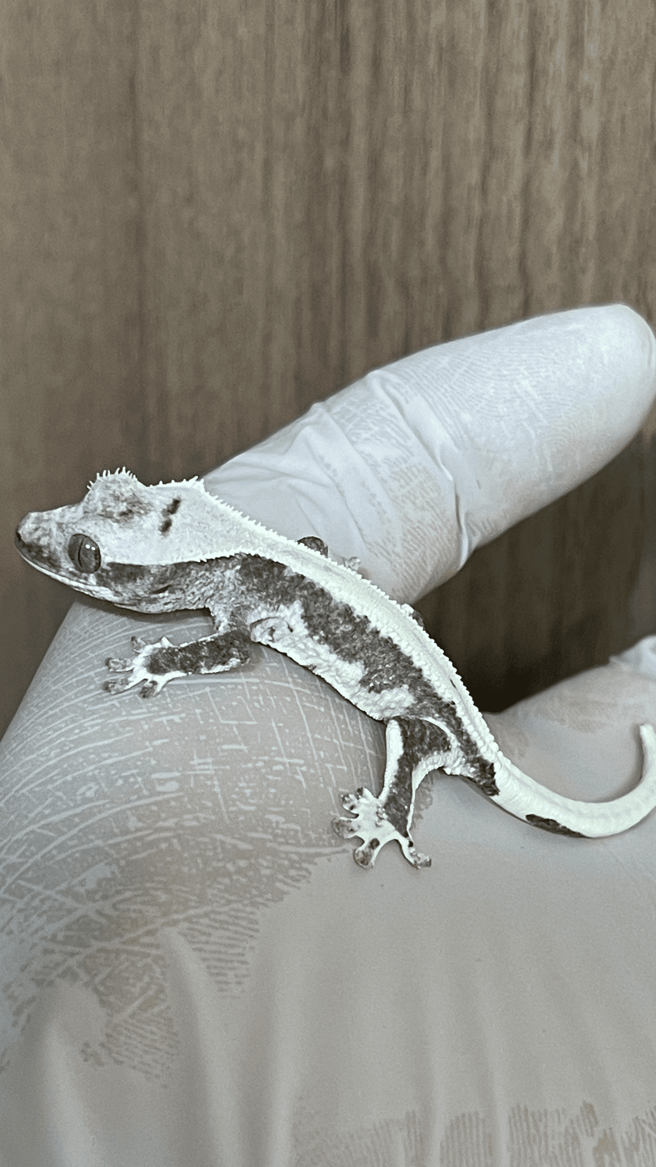상품 이미지 2