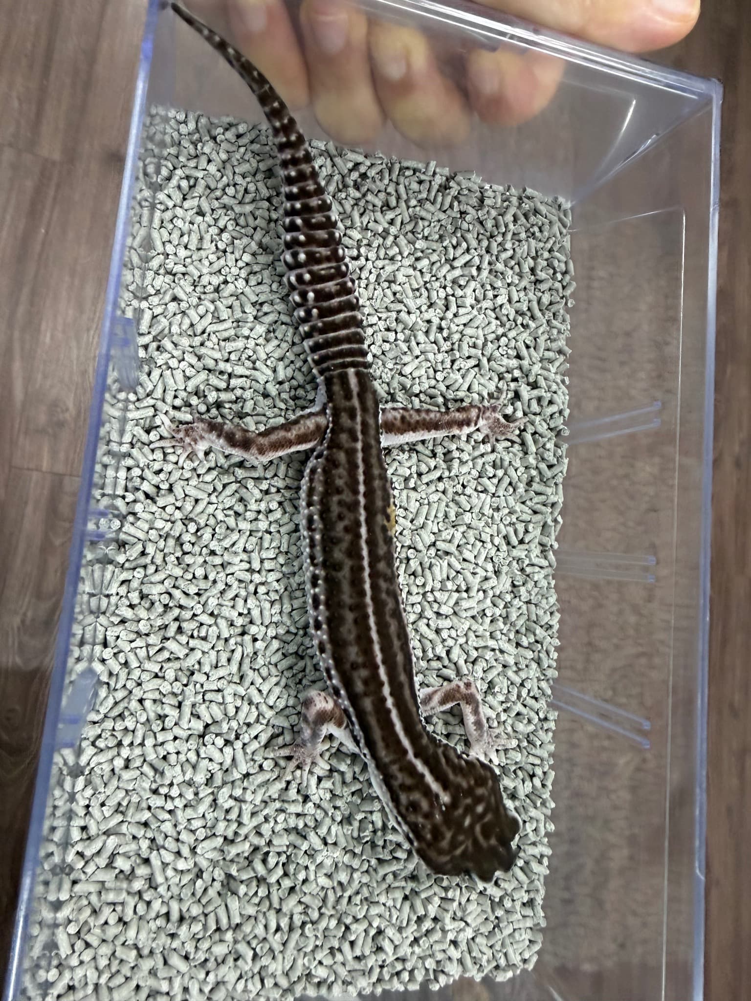 부 개체