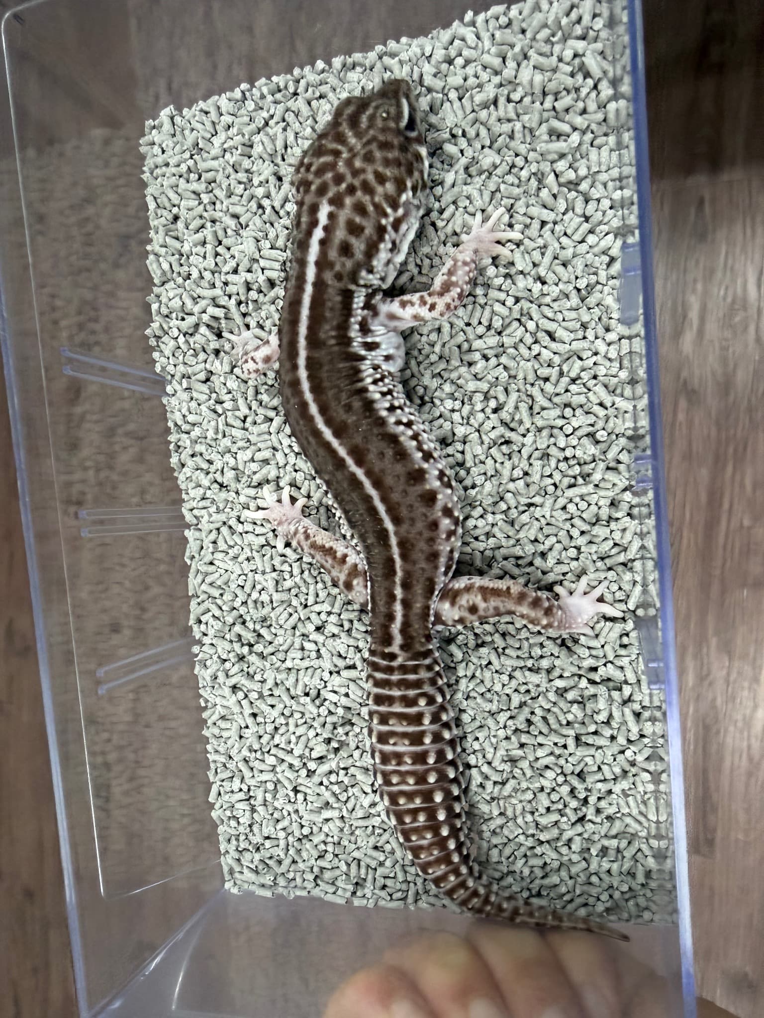 부 개체