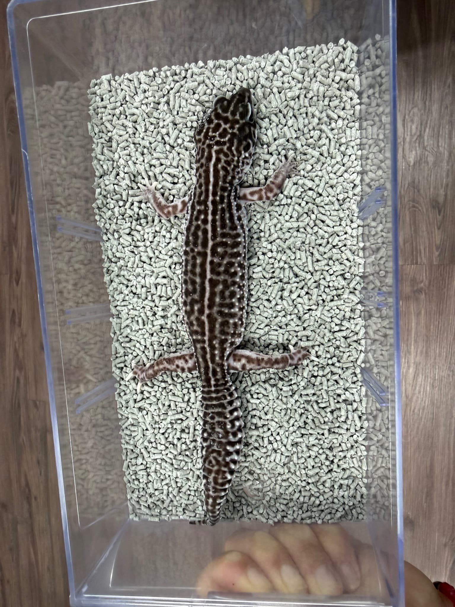 모 개체