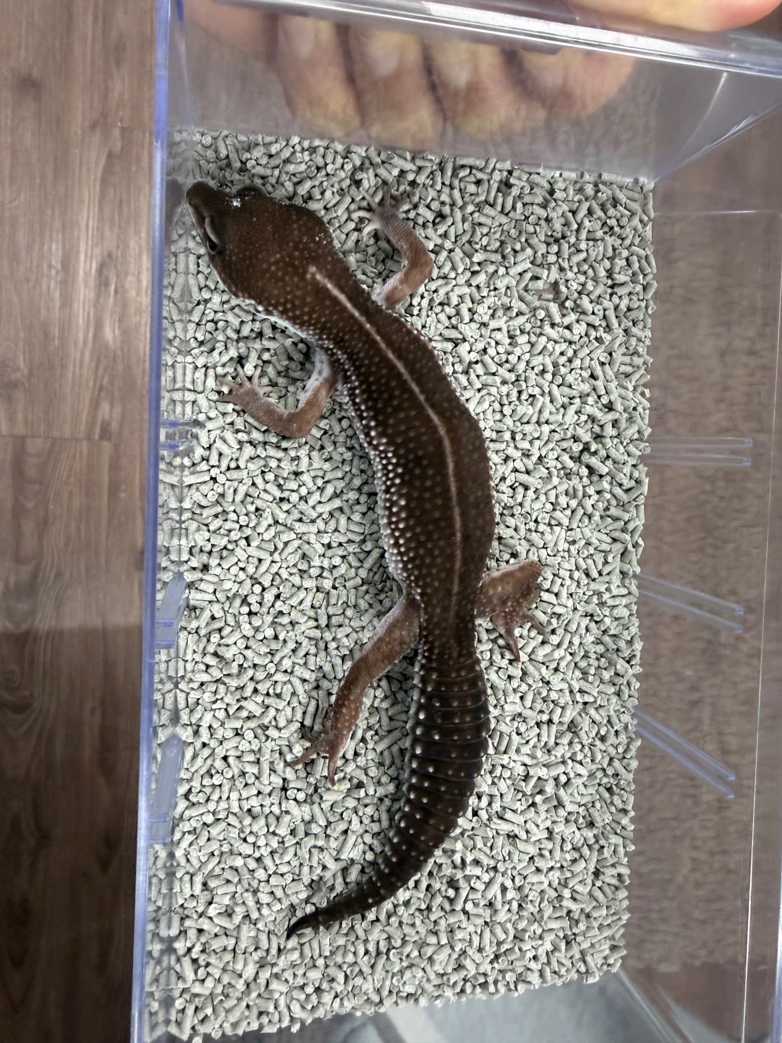 모 개체