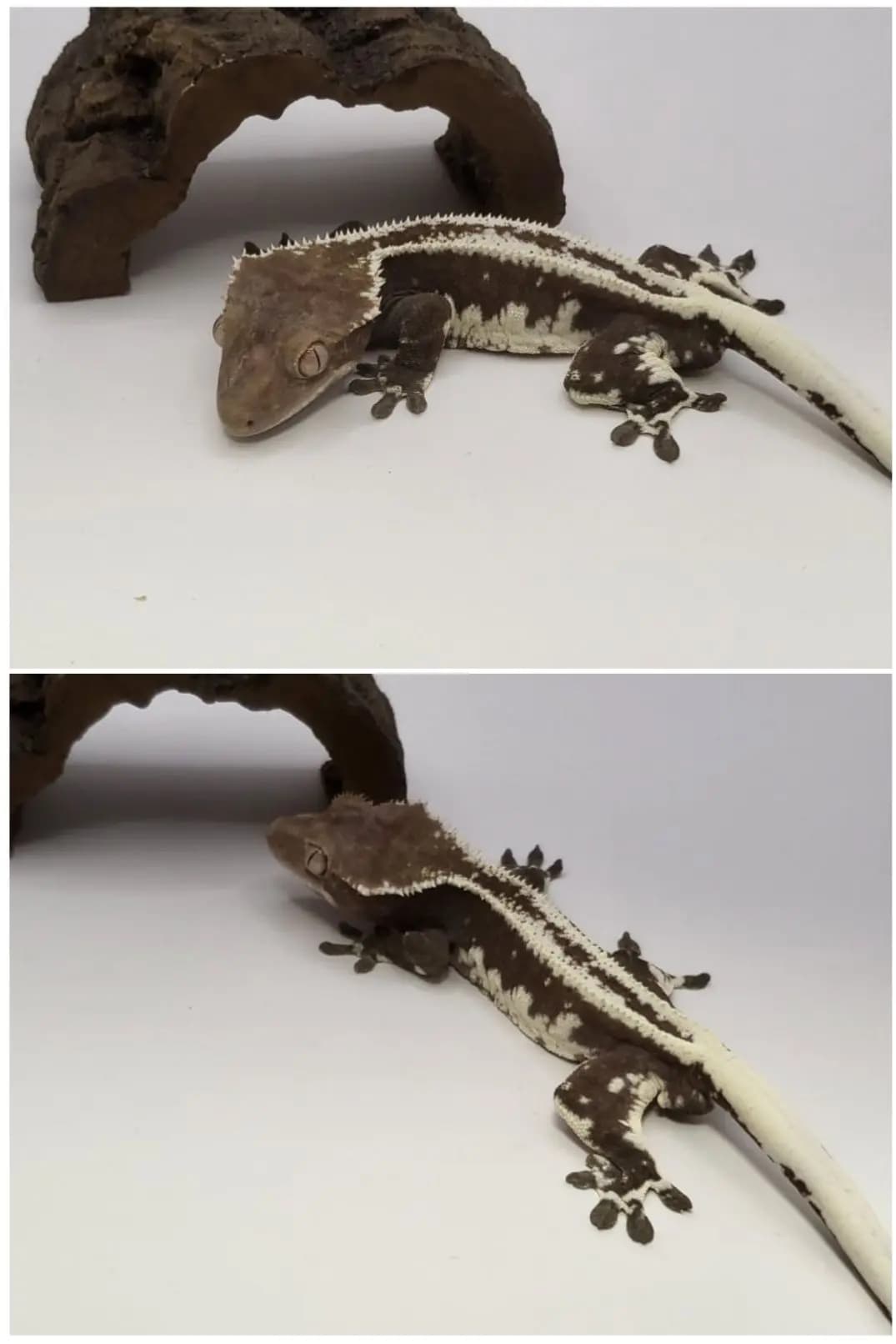 부 개체
