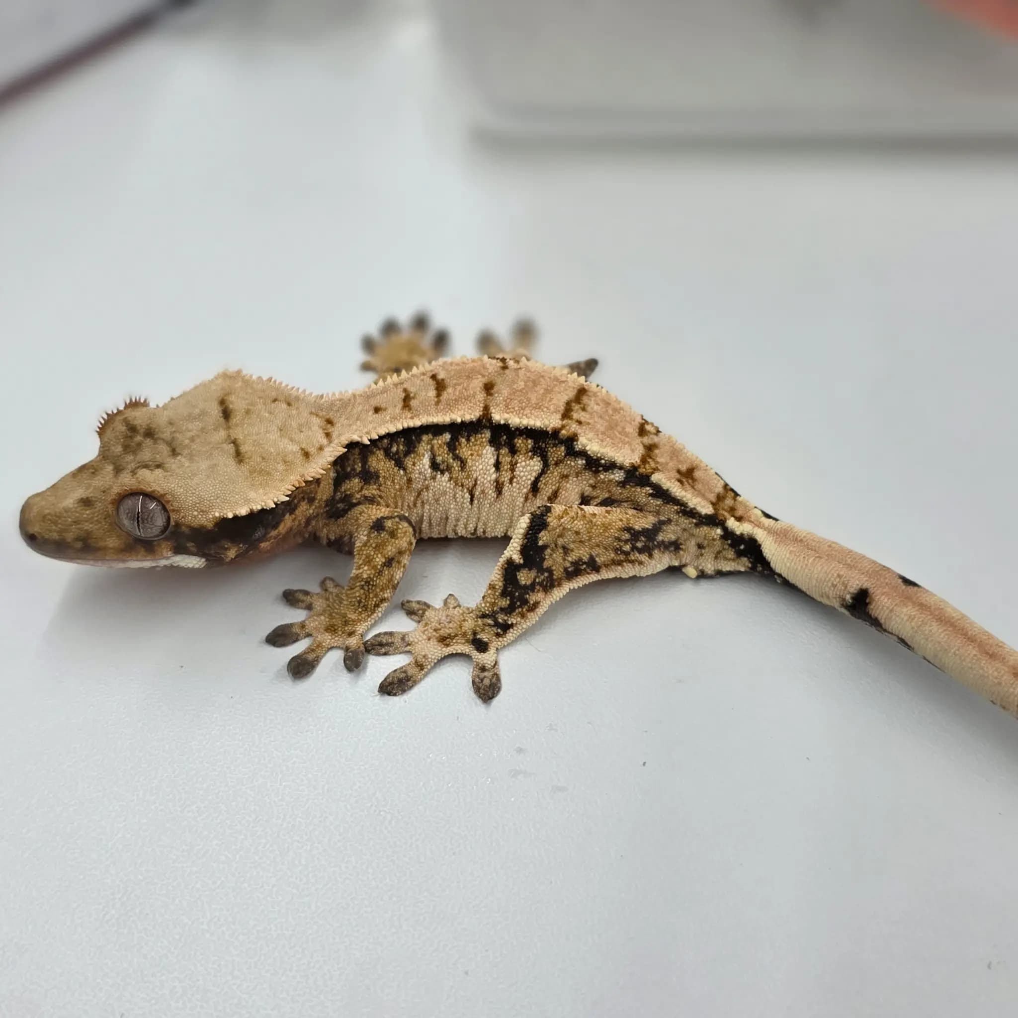 상품 이미지 2