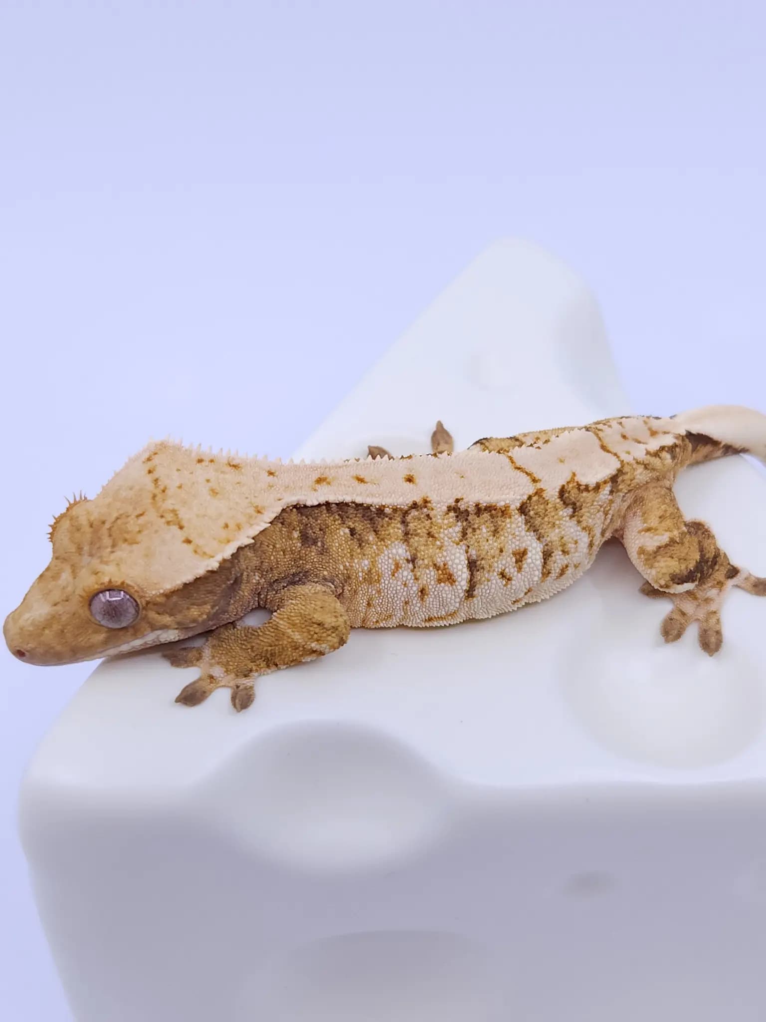모 개체