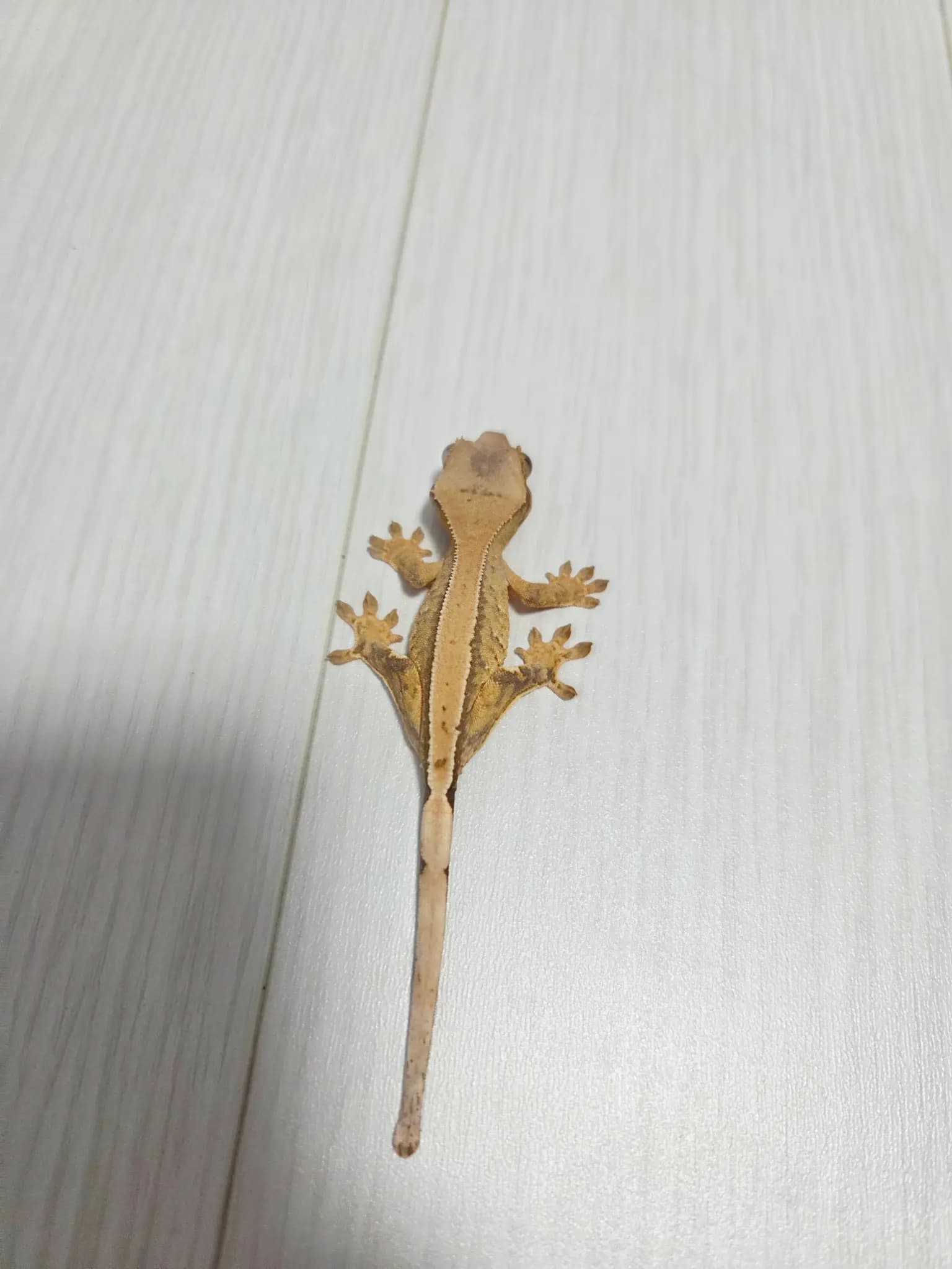 상품 이미지 2