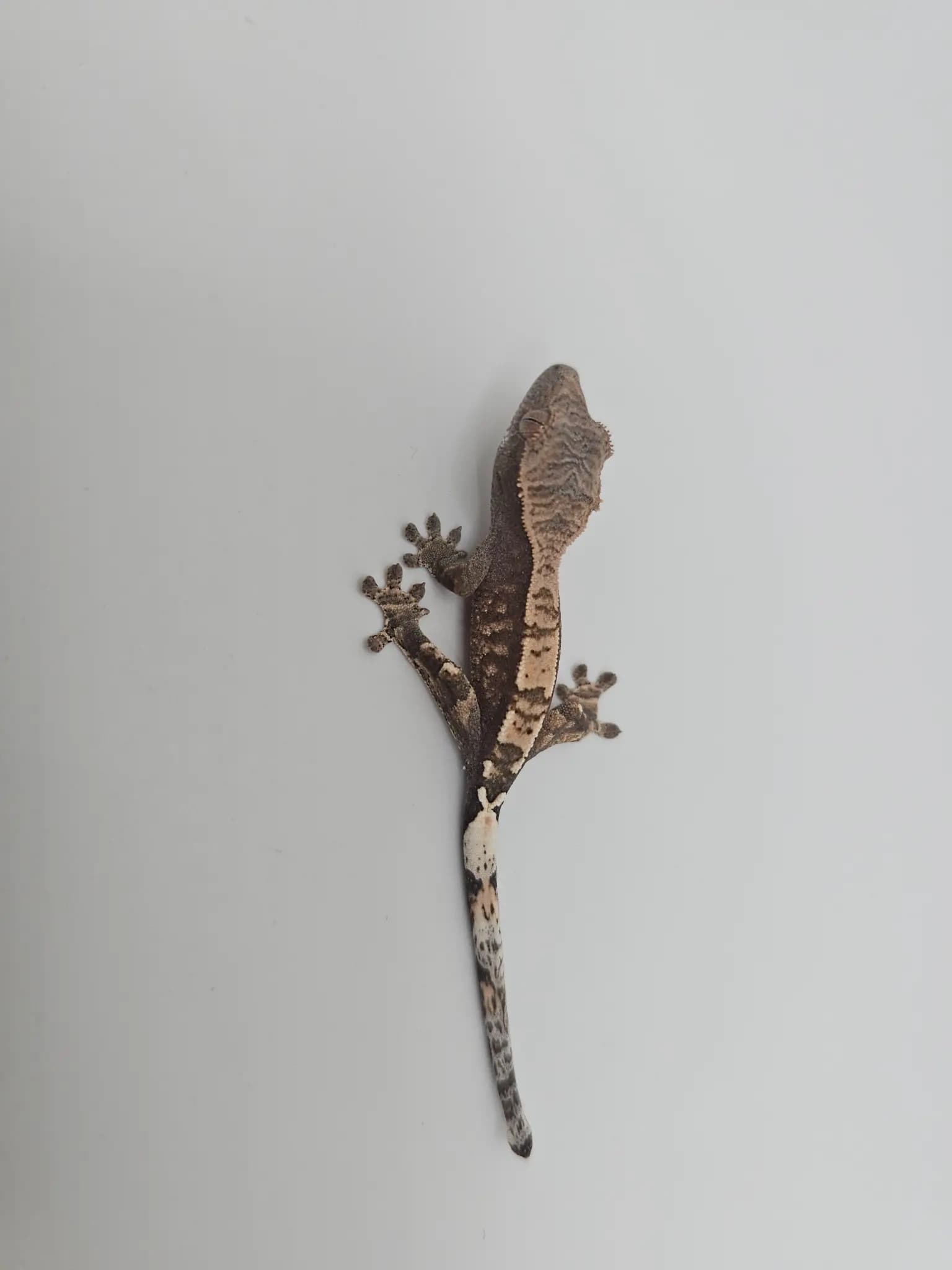 상품 이미지 2