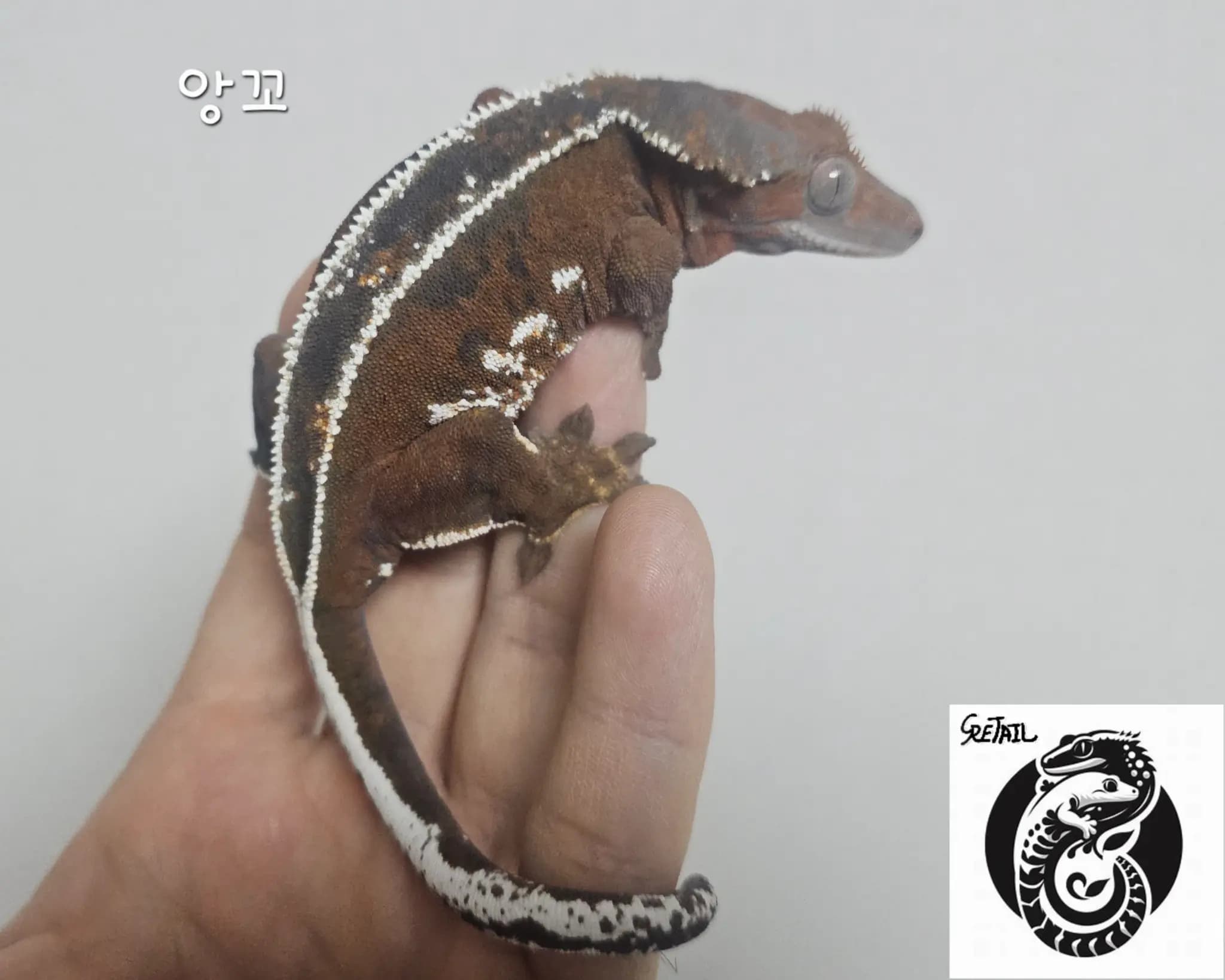 모 개체