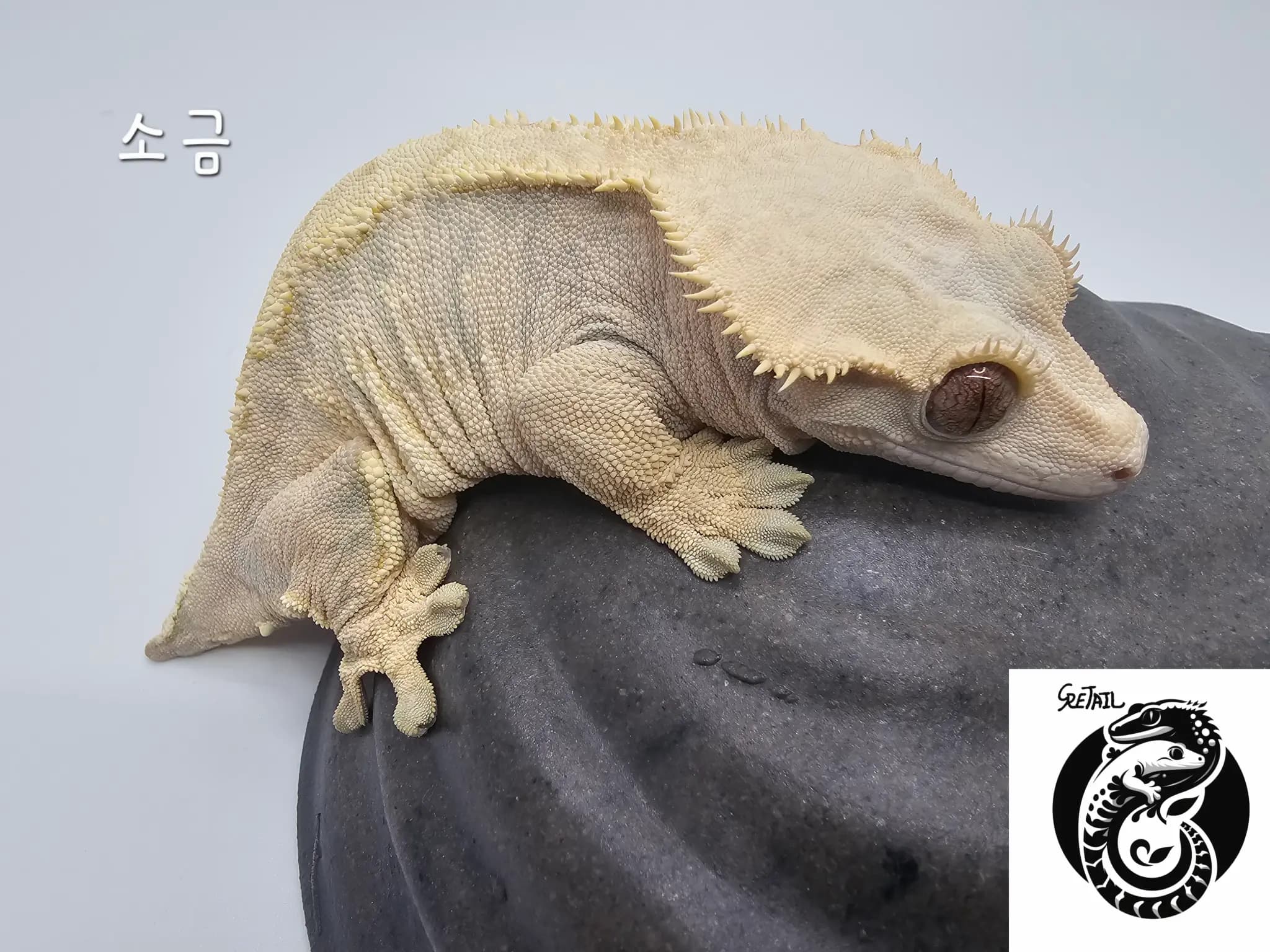모 개체
