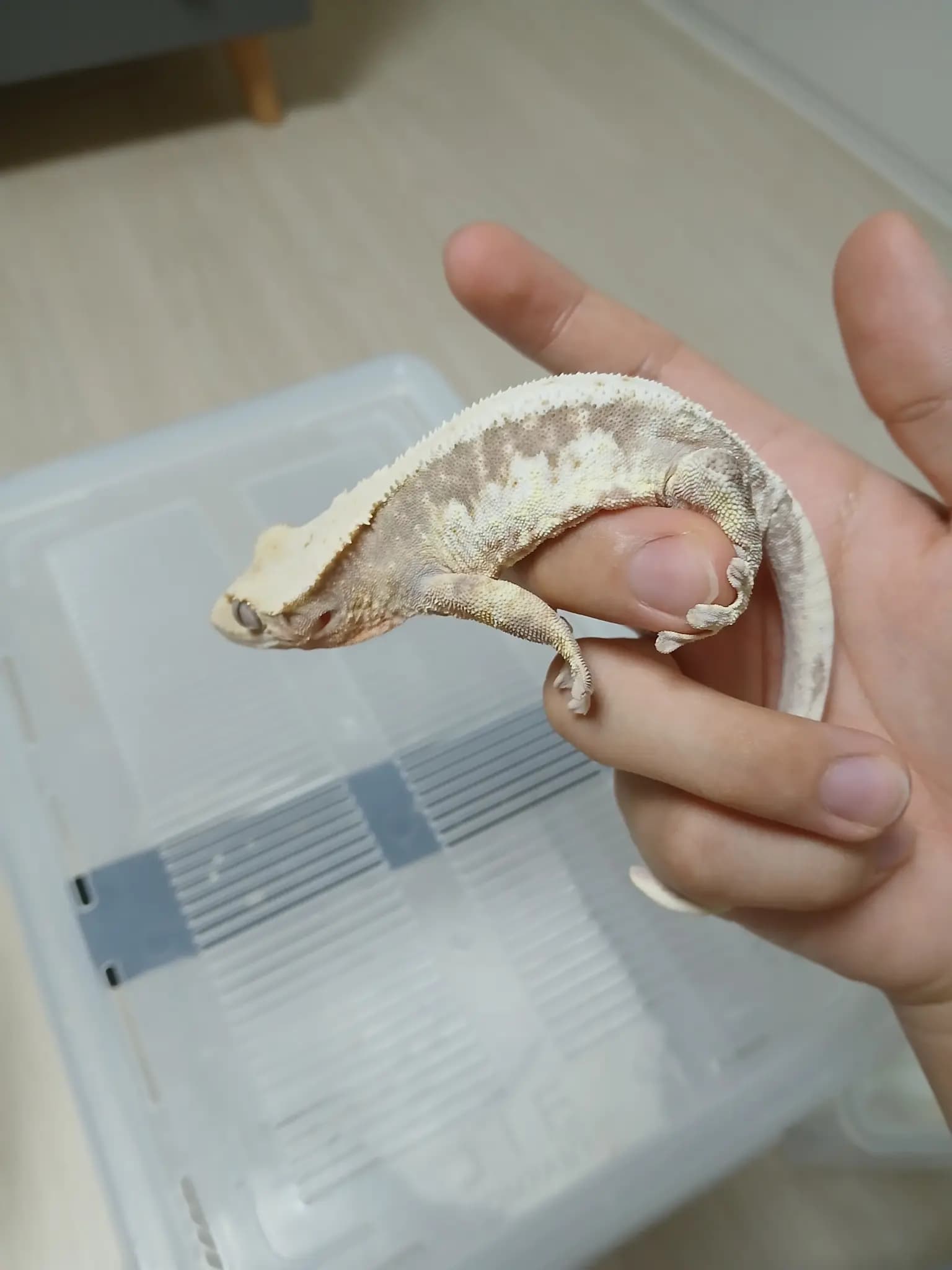 상품 이미지 2