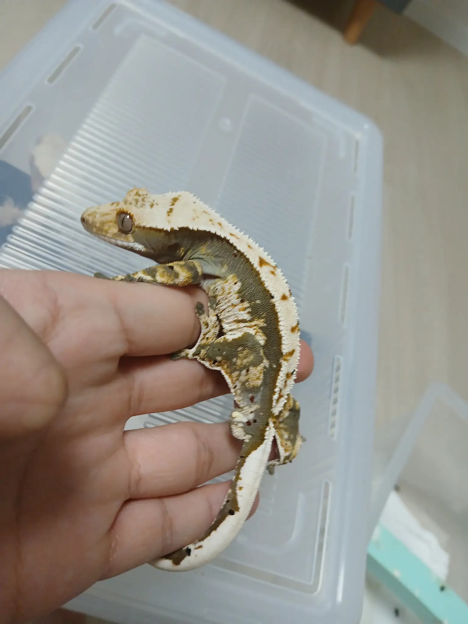 상품 이미지 2