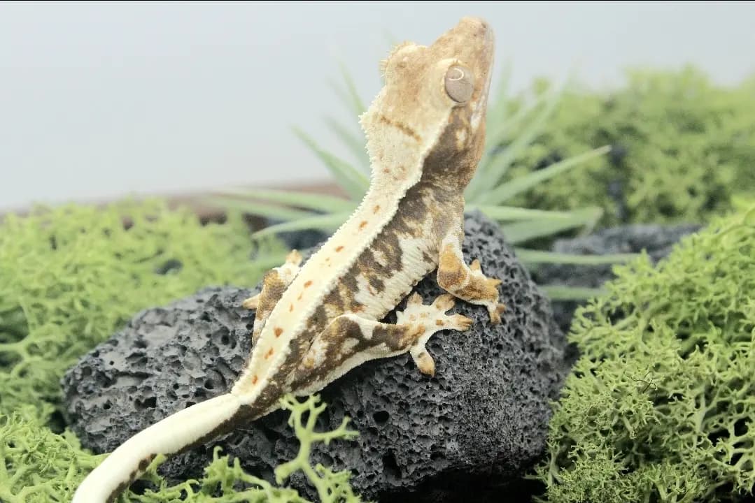 상품 이미지 1