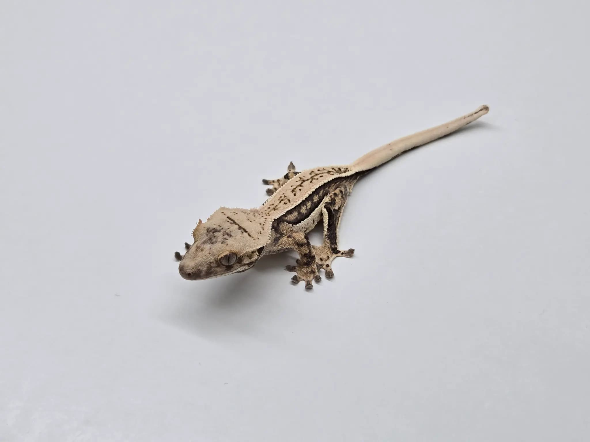 상품 이미지 2