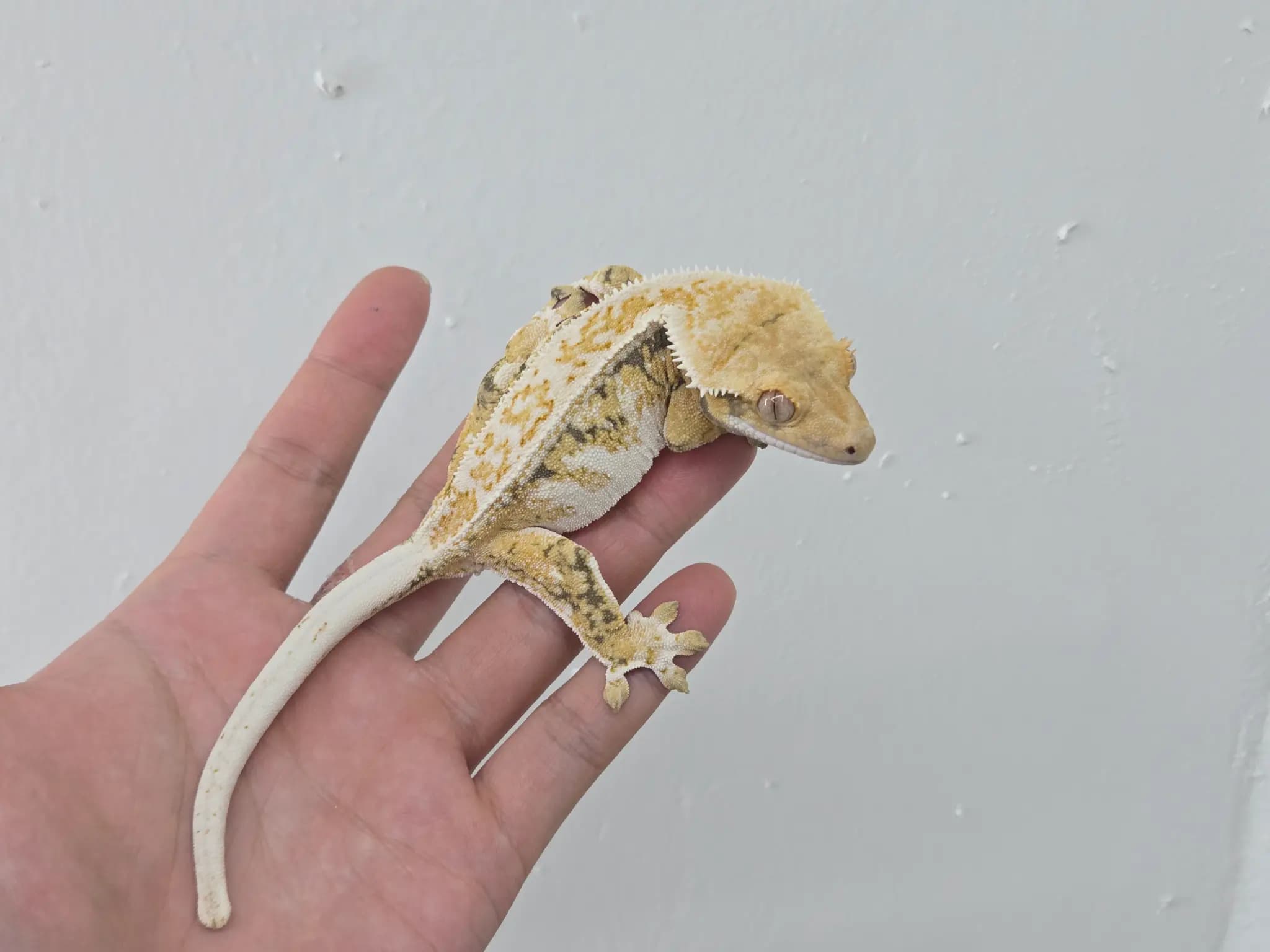 모 개체