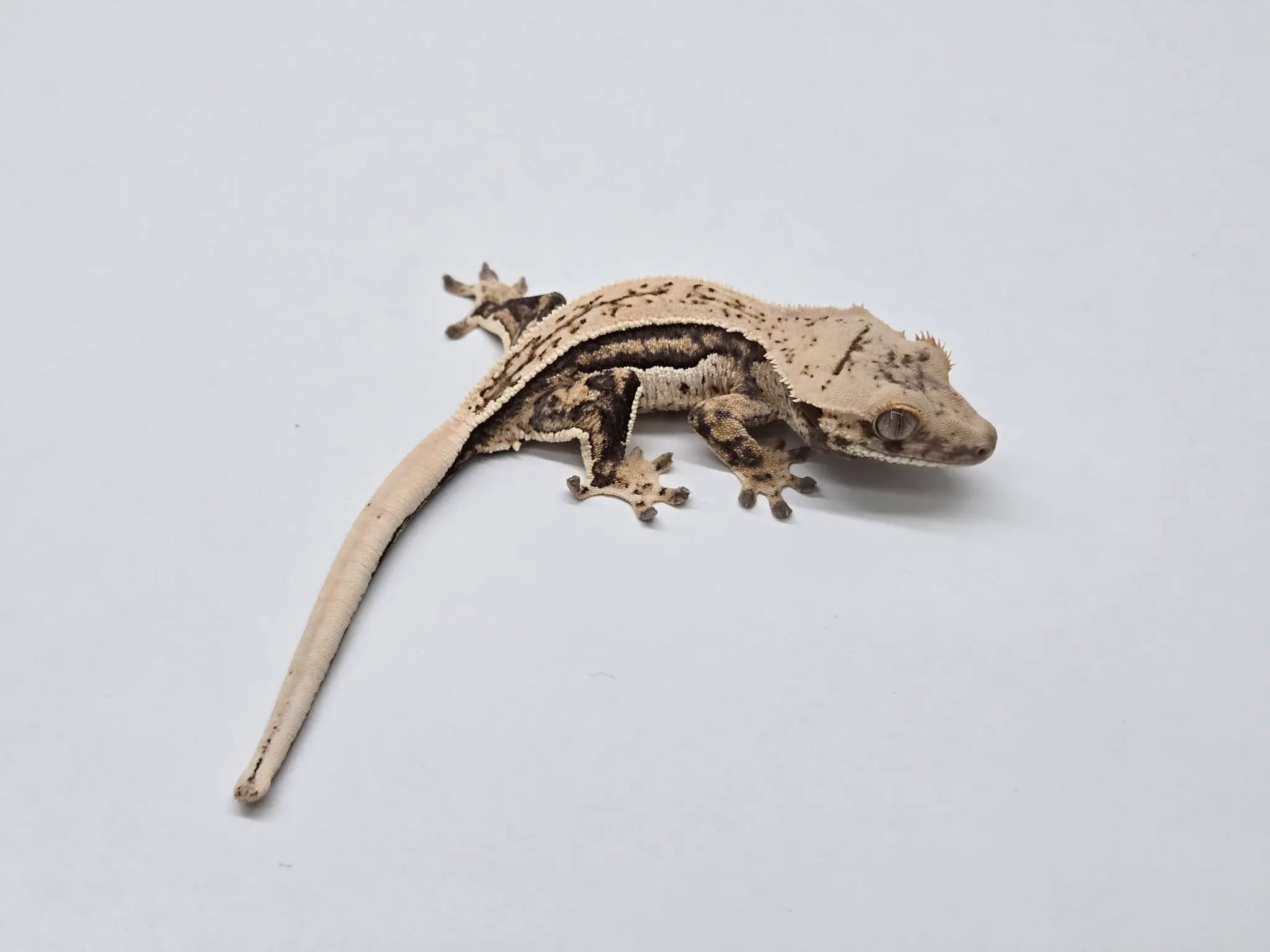 상품 이미지 1
