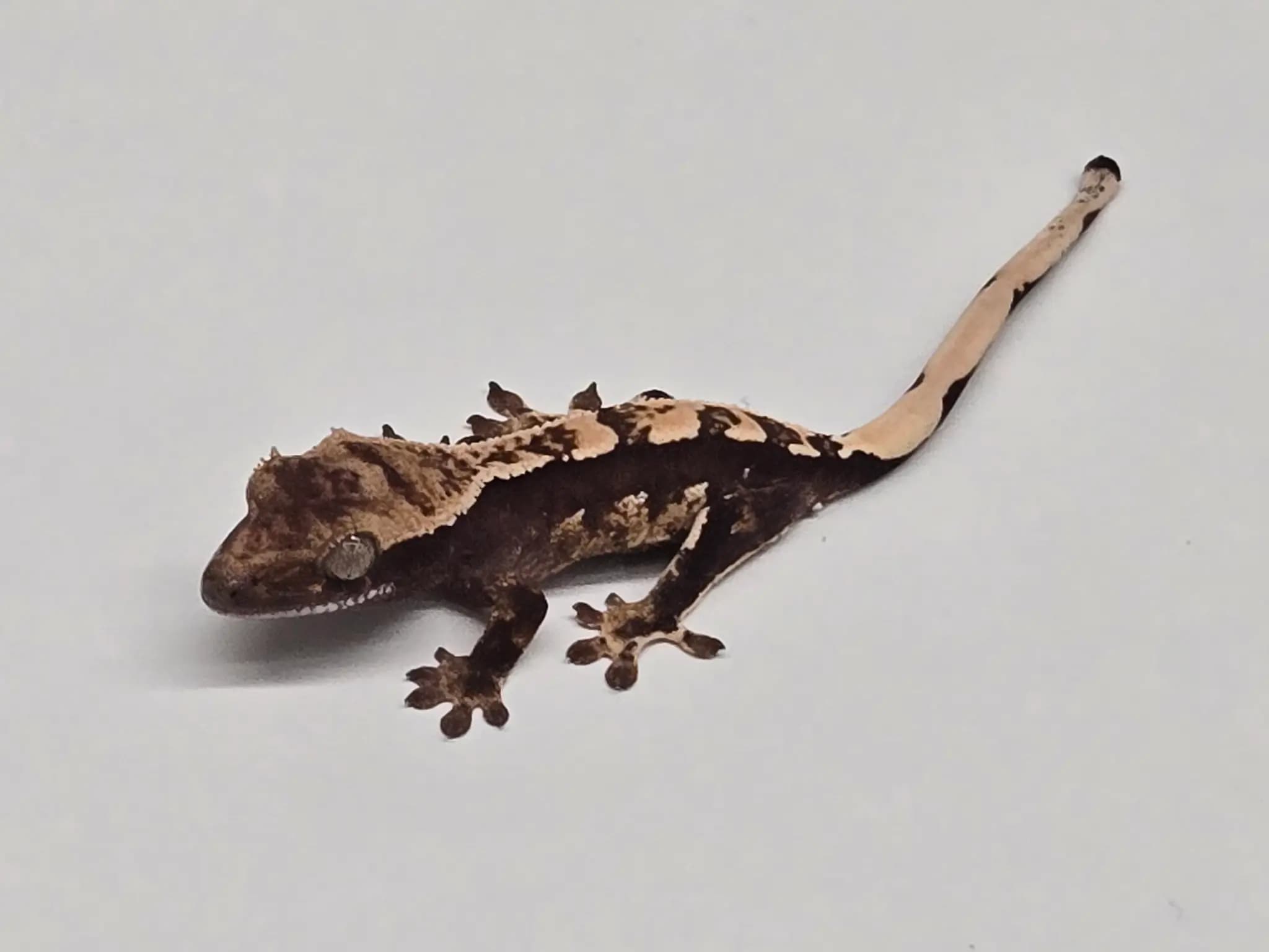 상품 이미지 1