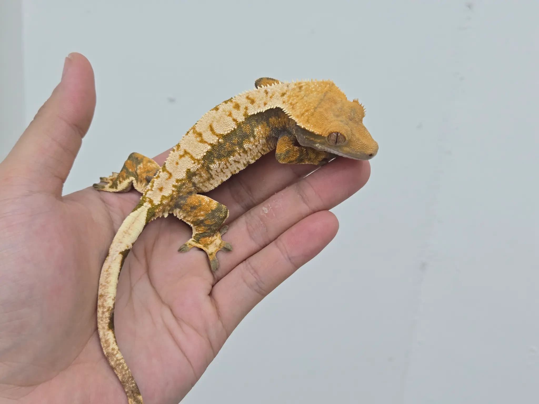 모 개체
