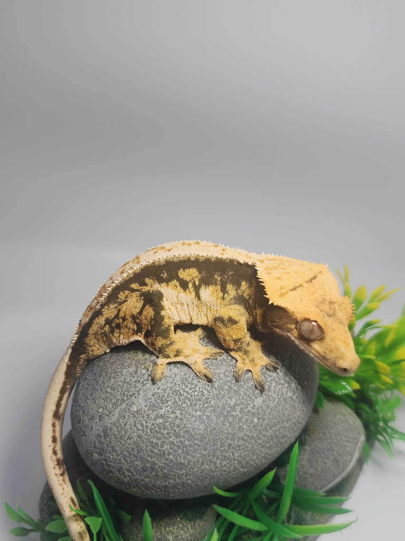 상품 이미지 2