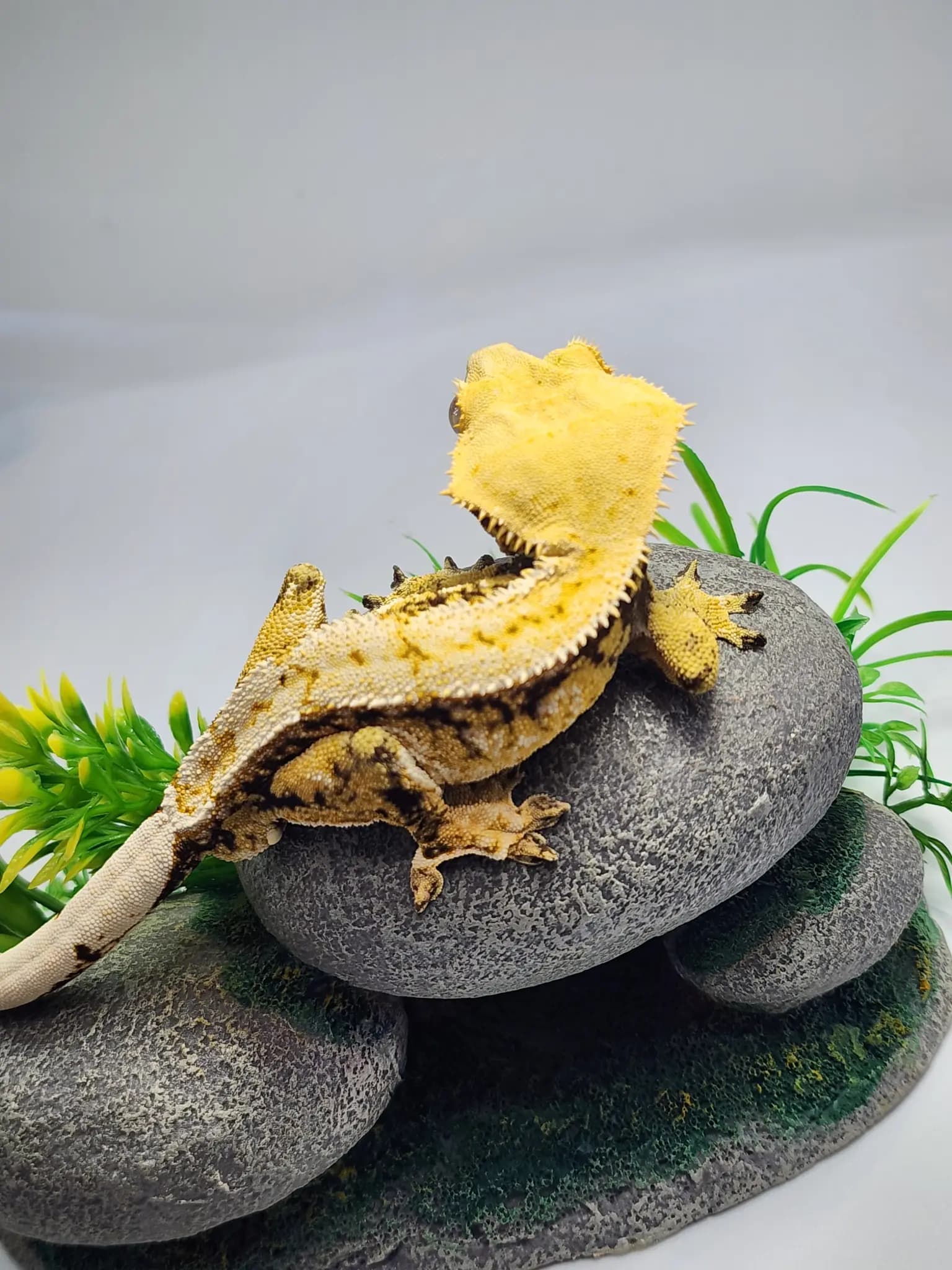 상품 이미지 2