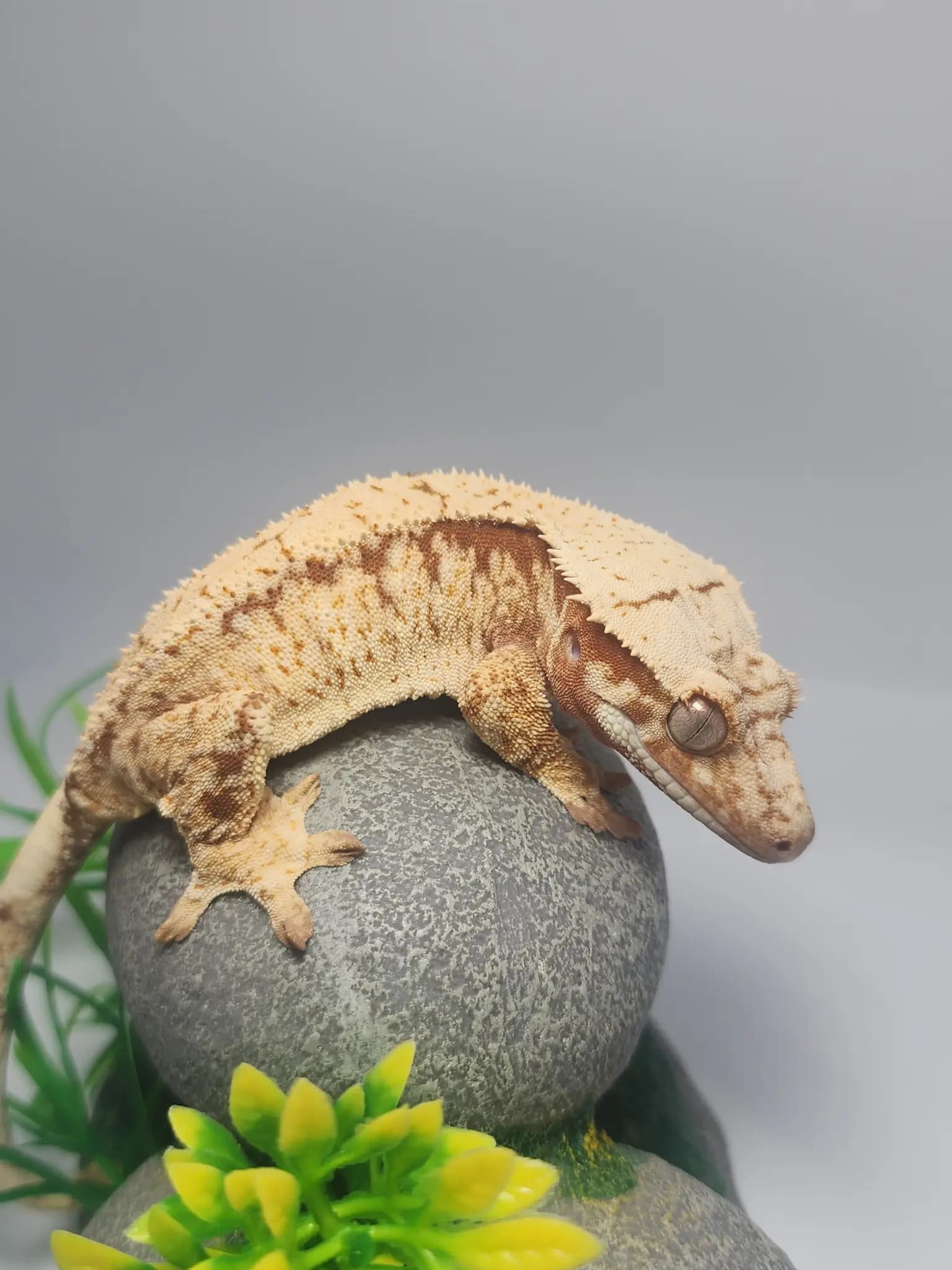 상품 이미지 2