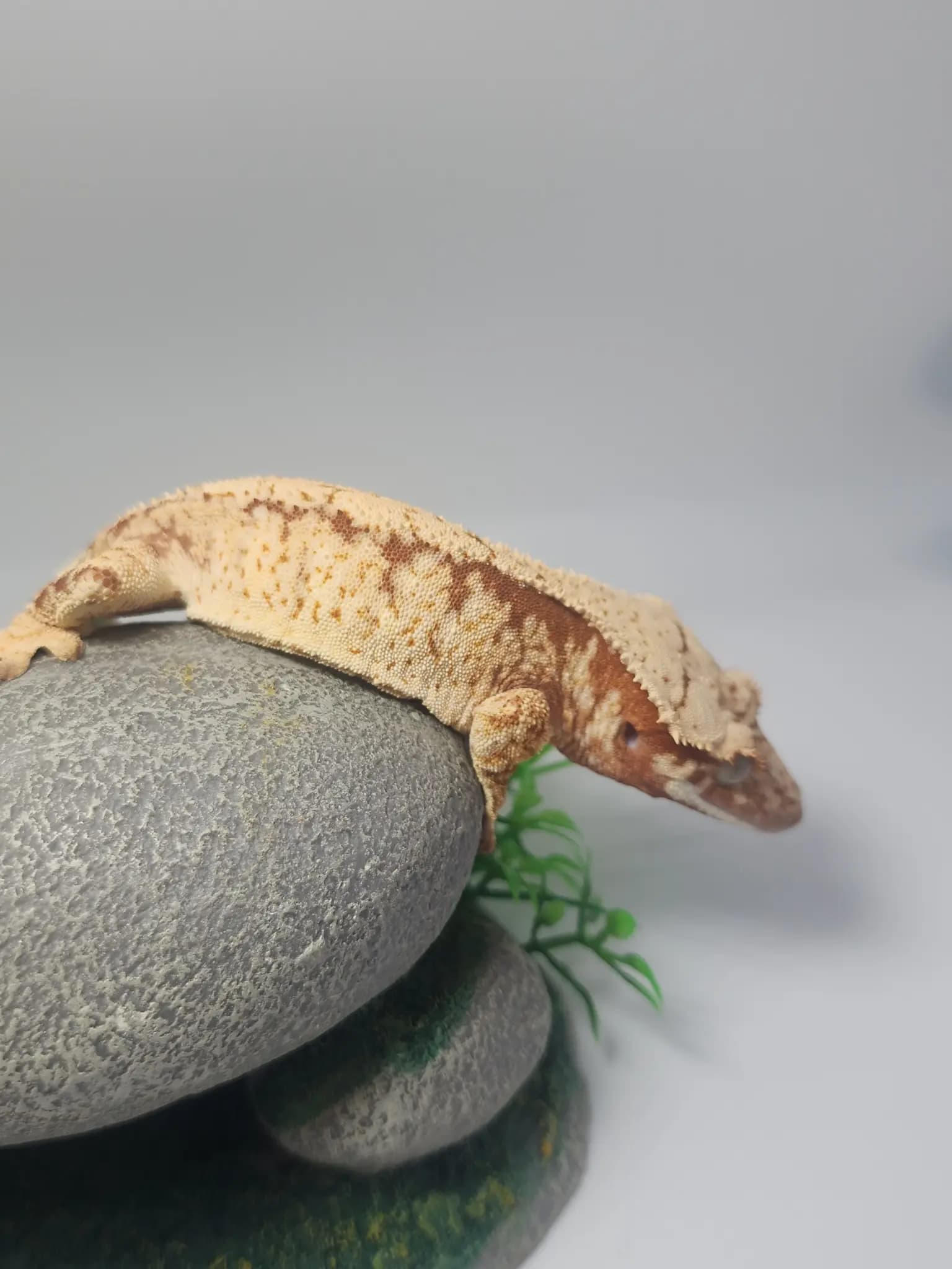 상품 이미지 3