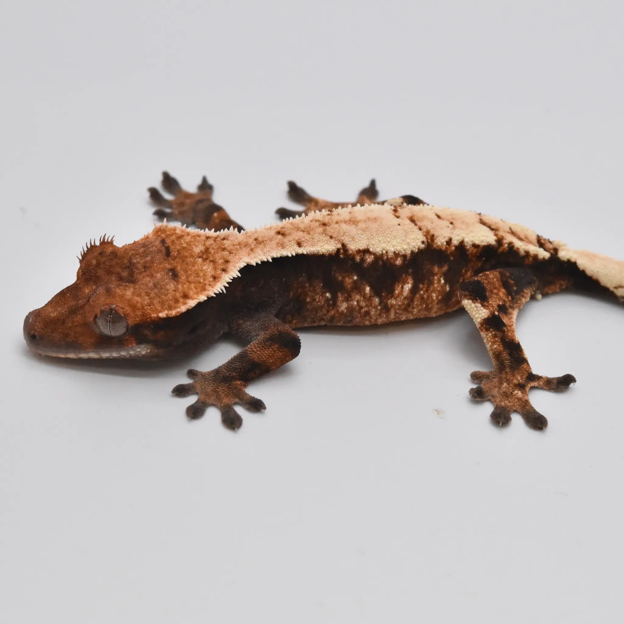 상품 이미지 2