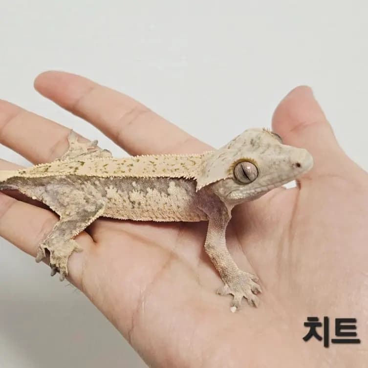모 개체