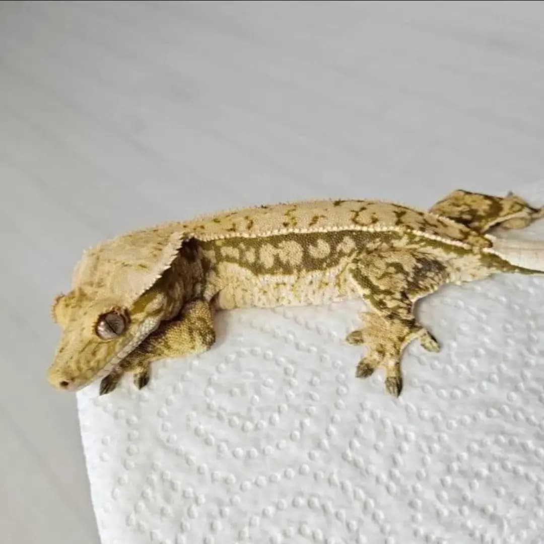 모 개체