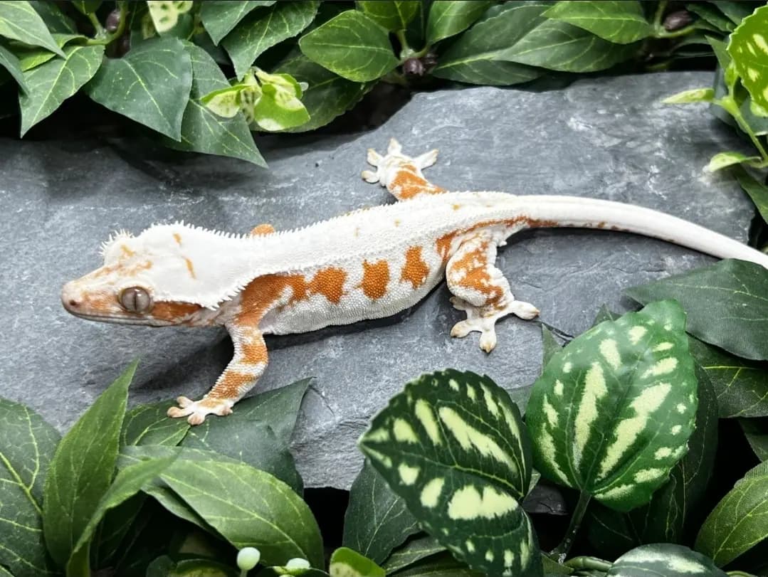 모 개체