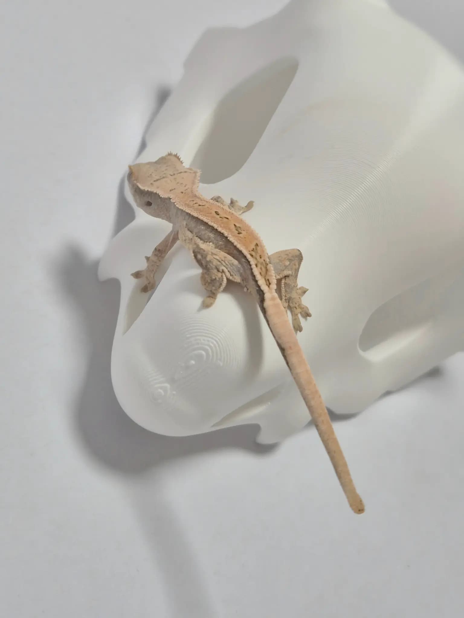 상품 이미지 2