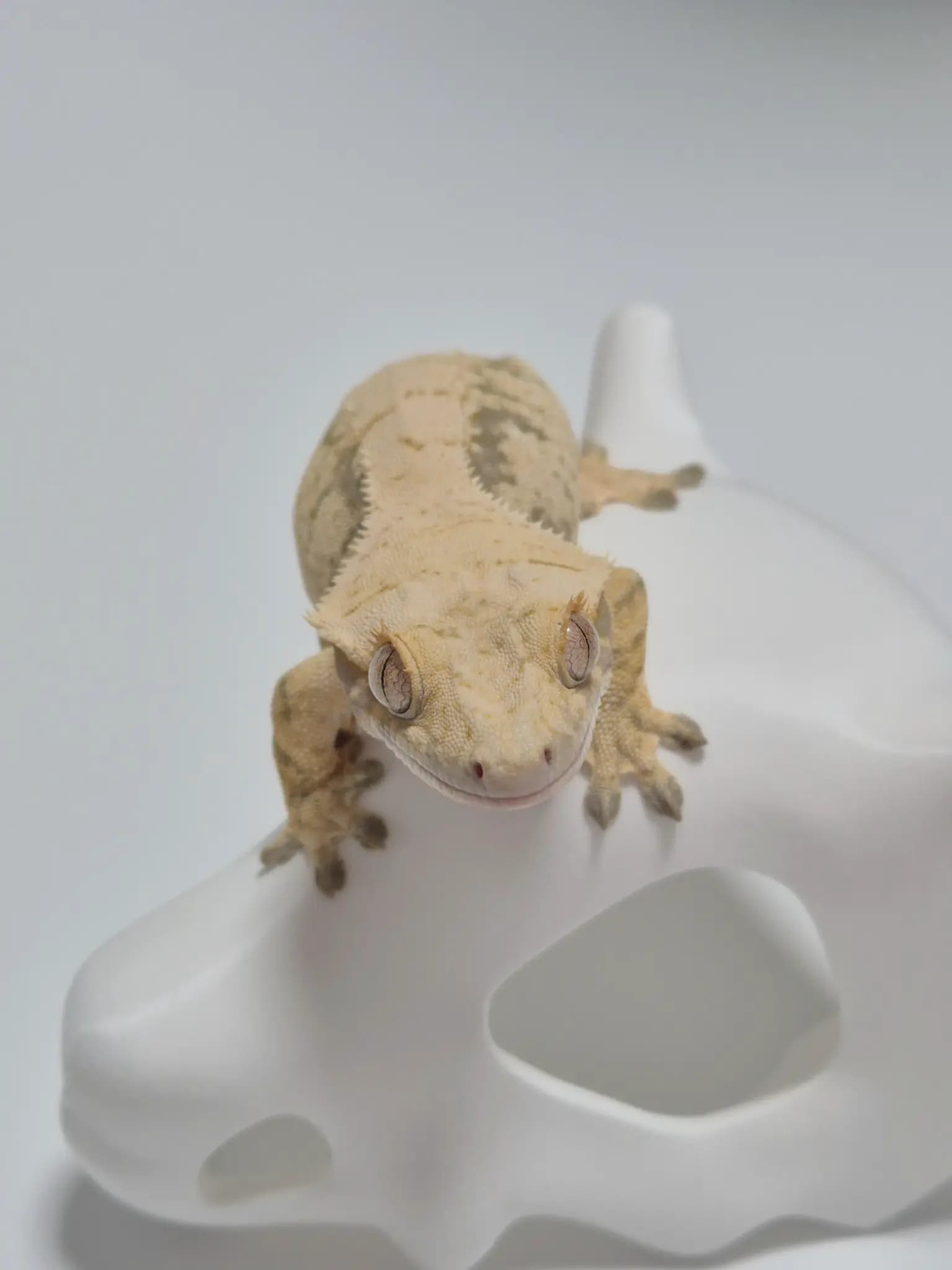 상품 이미지 2