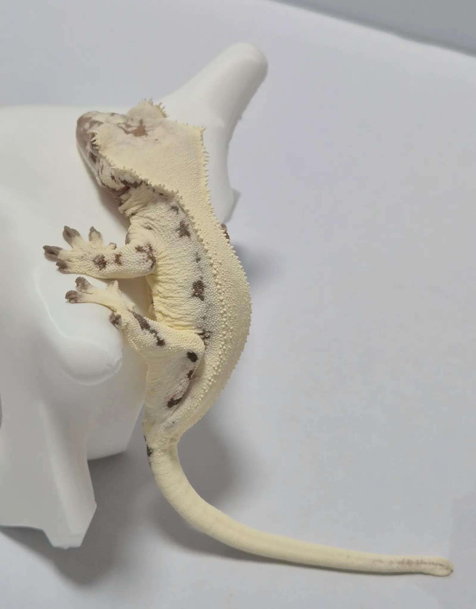 상품 이미지 2